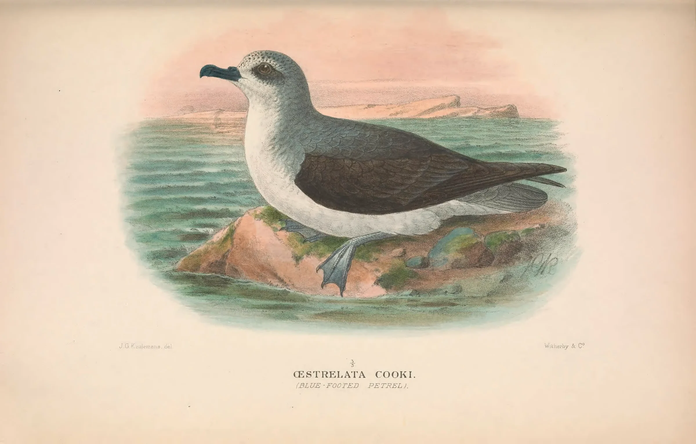 Historical bird plate: Cook's Petrel