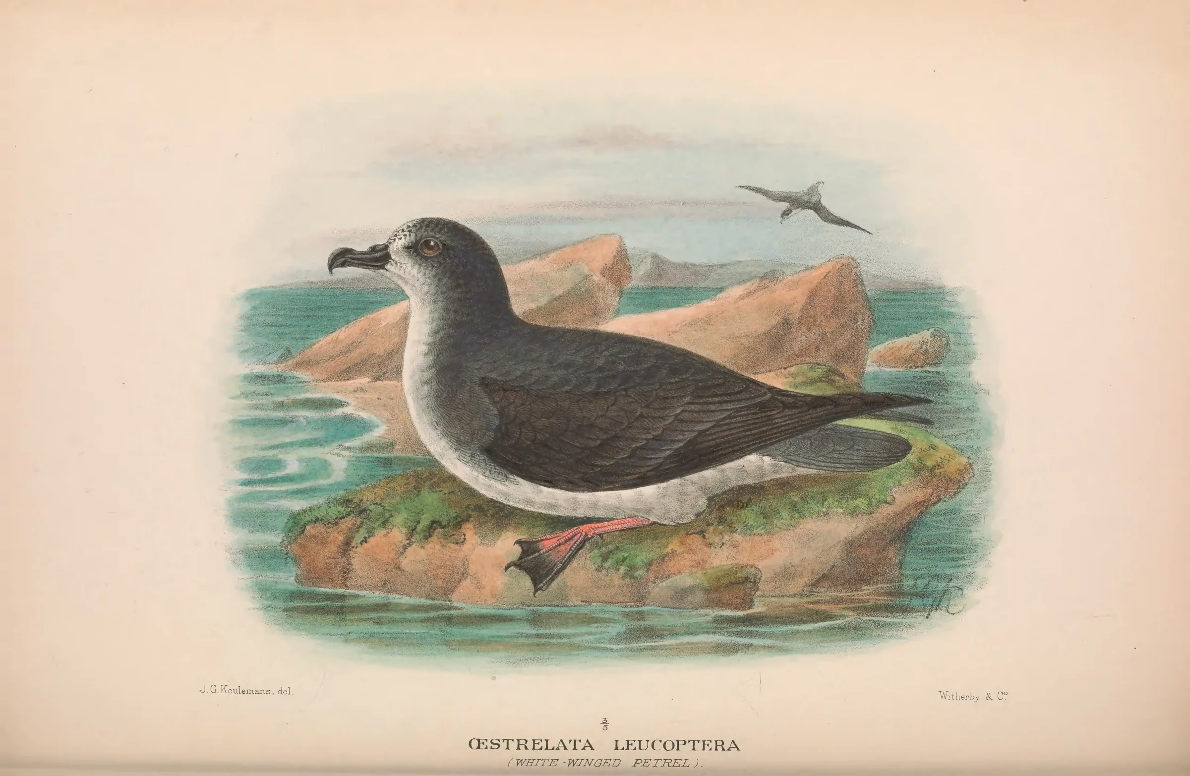 Historical bird plate: Gould's Petrel