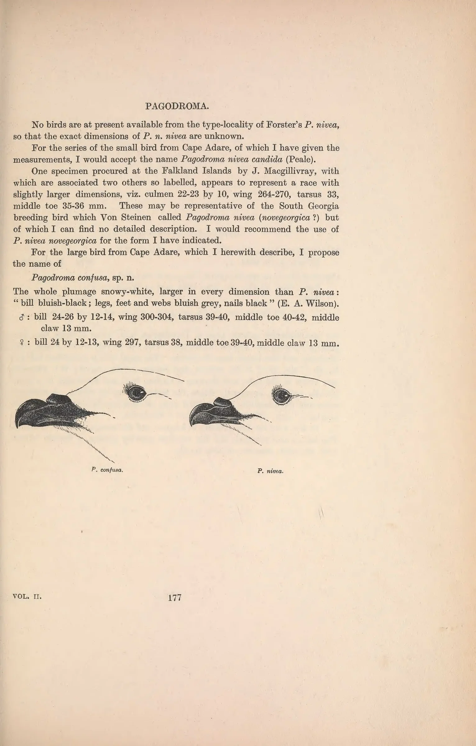 Historical bird plate: Snow Petrel