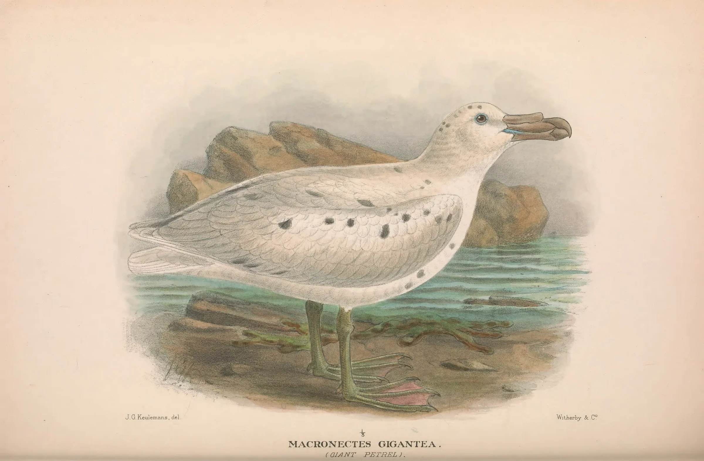 Historical bird plate: Southern Giant Petrel