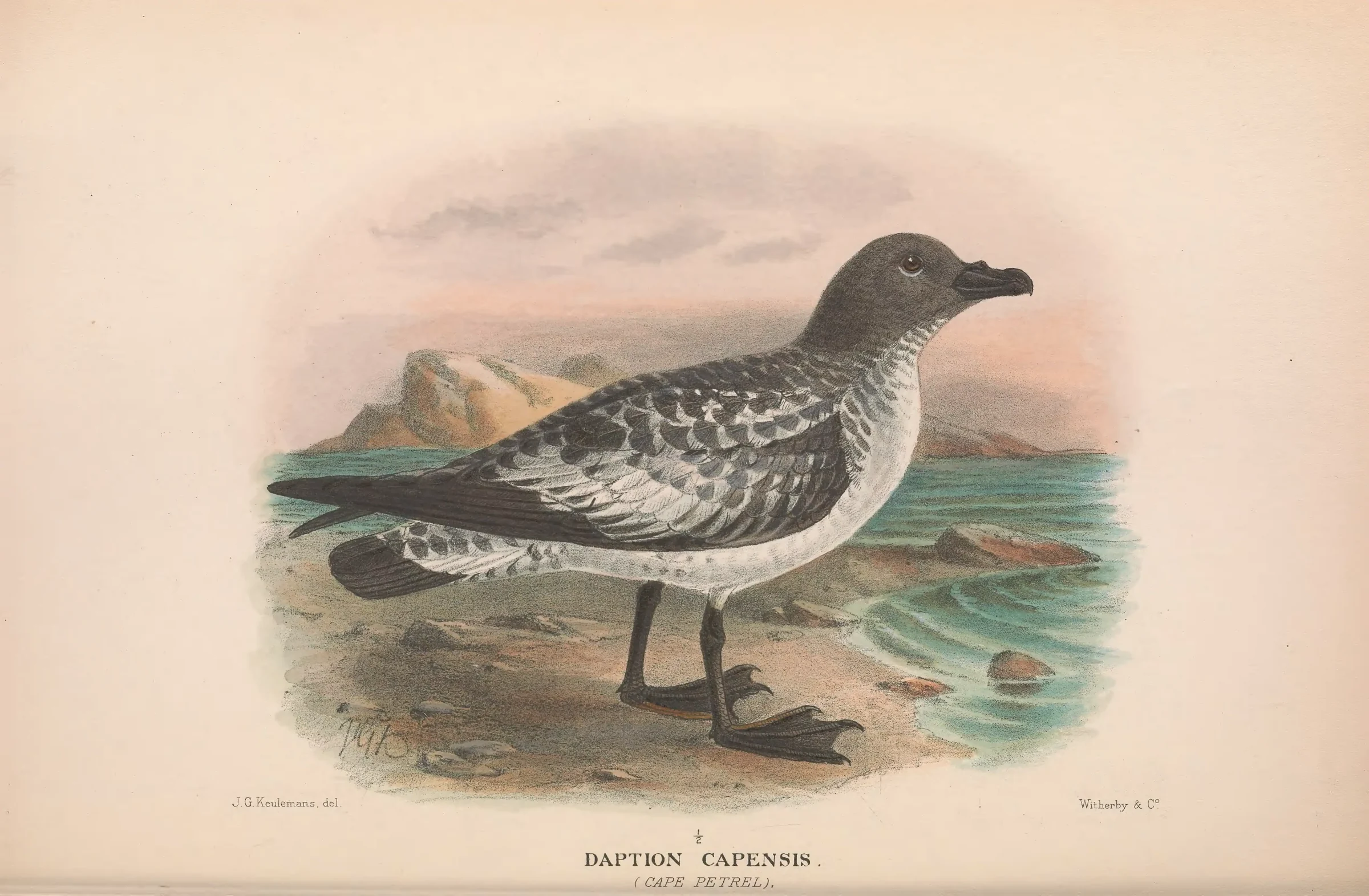 Historical bird plate: Pintado Petrel