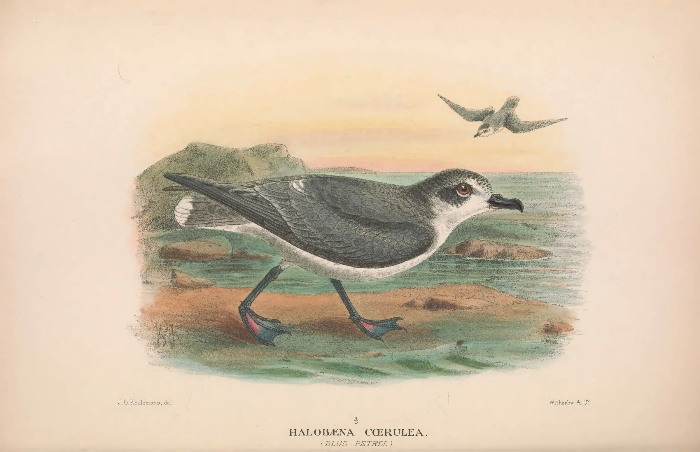 Historical bird plate: Blue Petrel