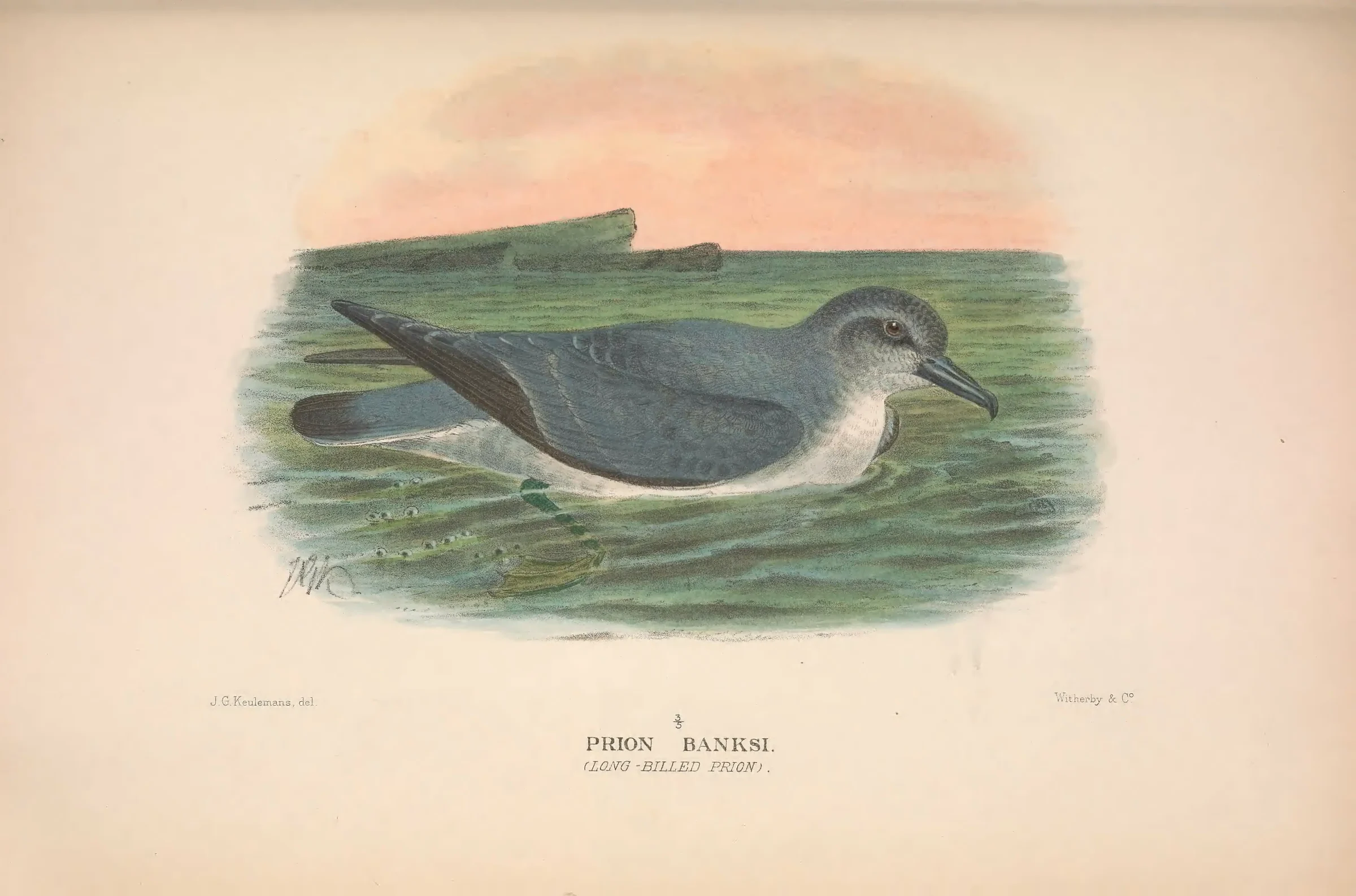 Historical bird plate: Broad-billed Prion