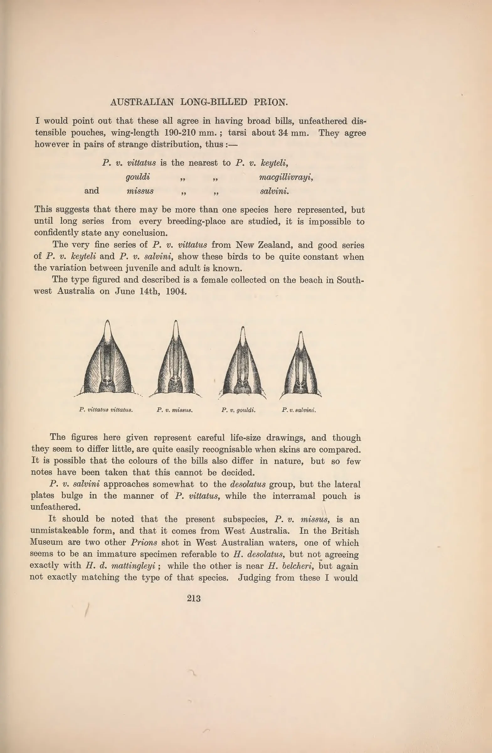 Historical bird plate: Broad-billed Prion