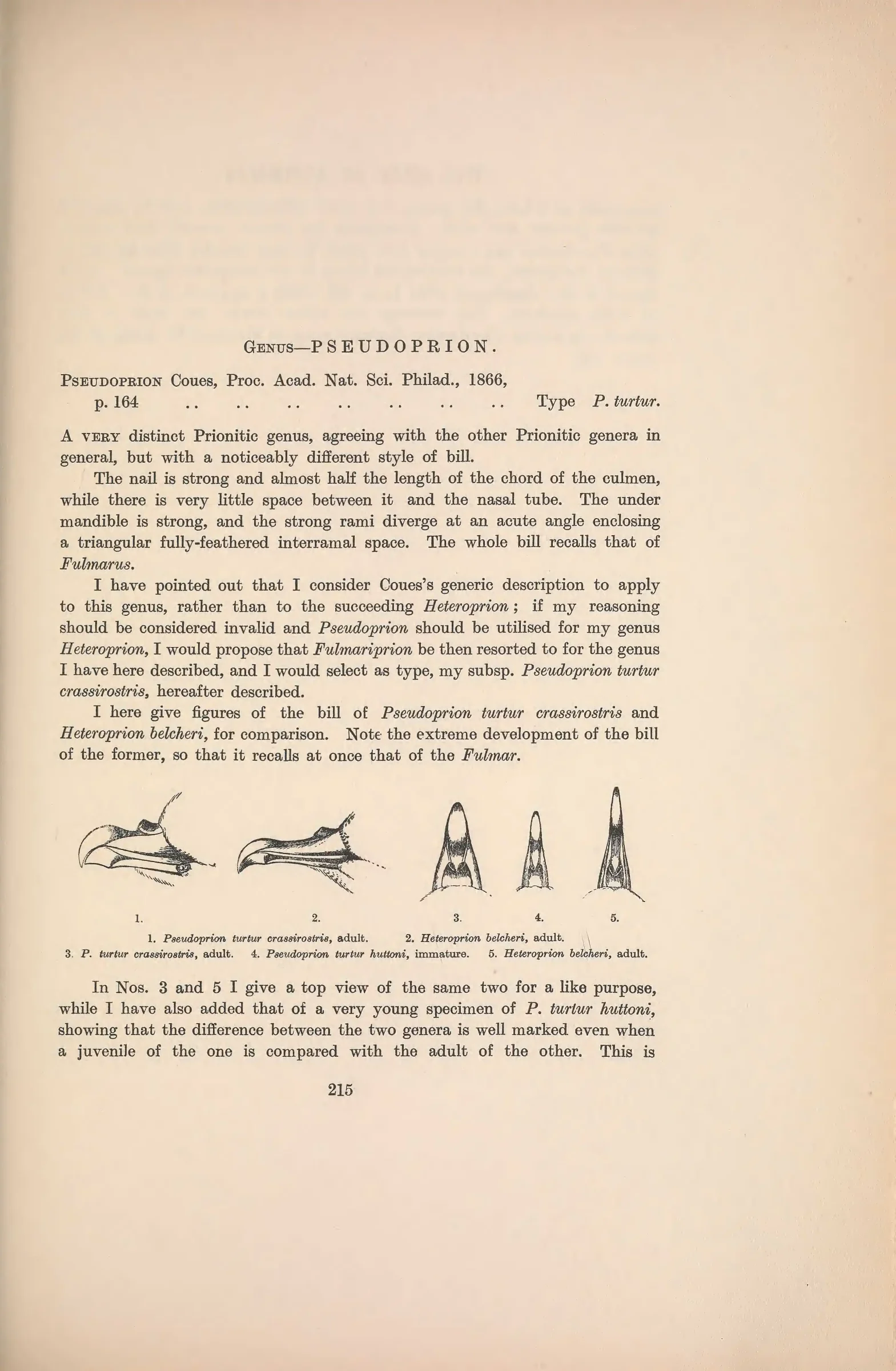 Historical bird plate: Fairy Prion