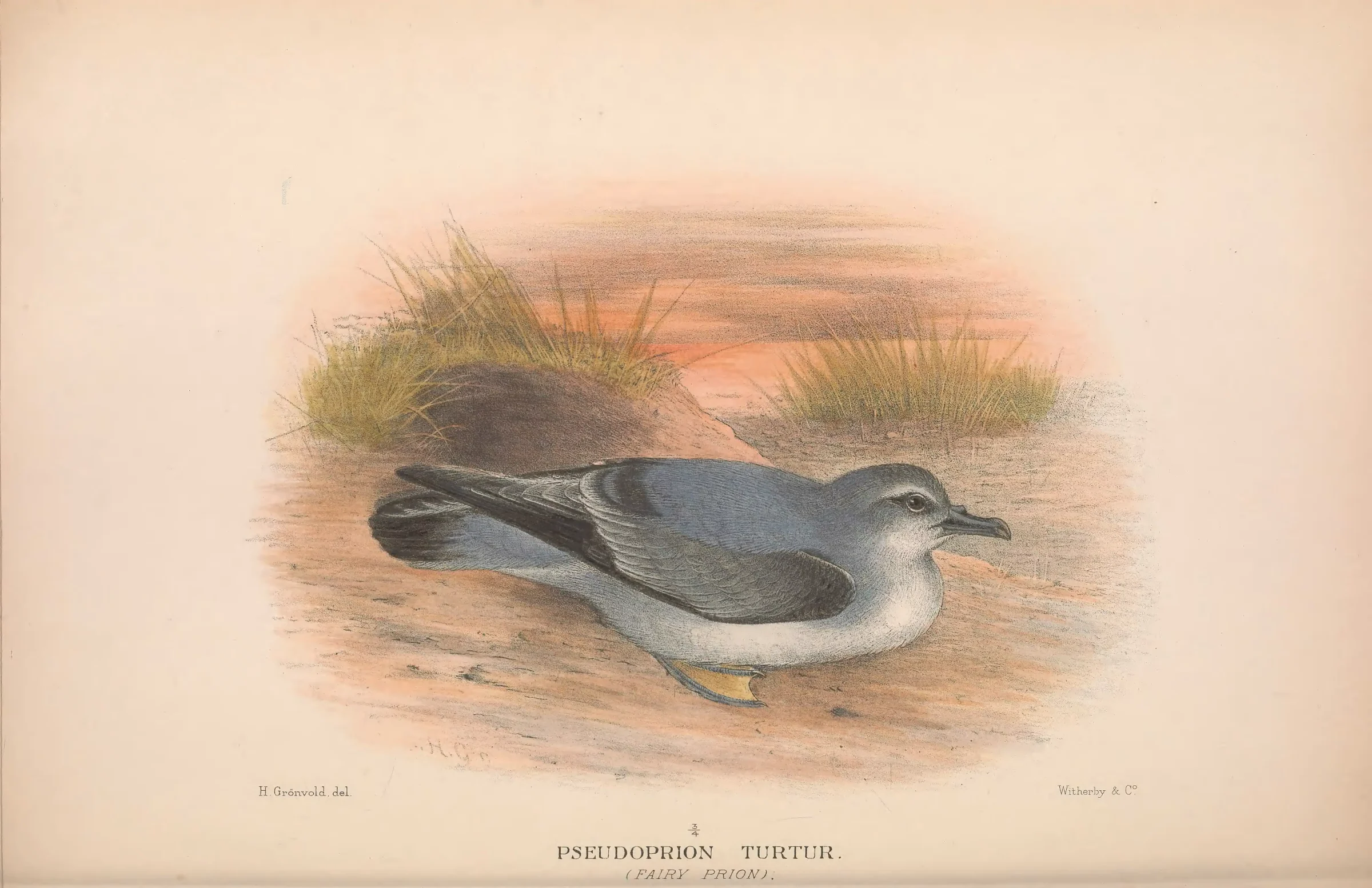 Historical bird plate: Fairy Prion