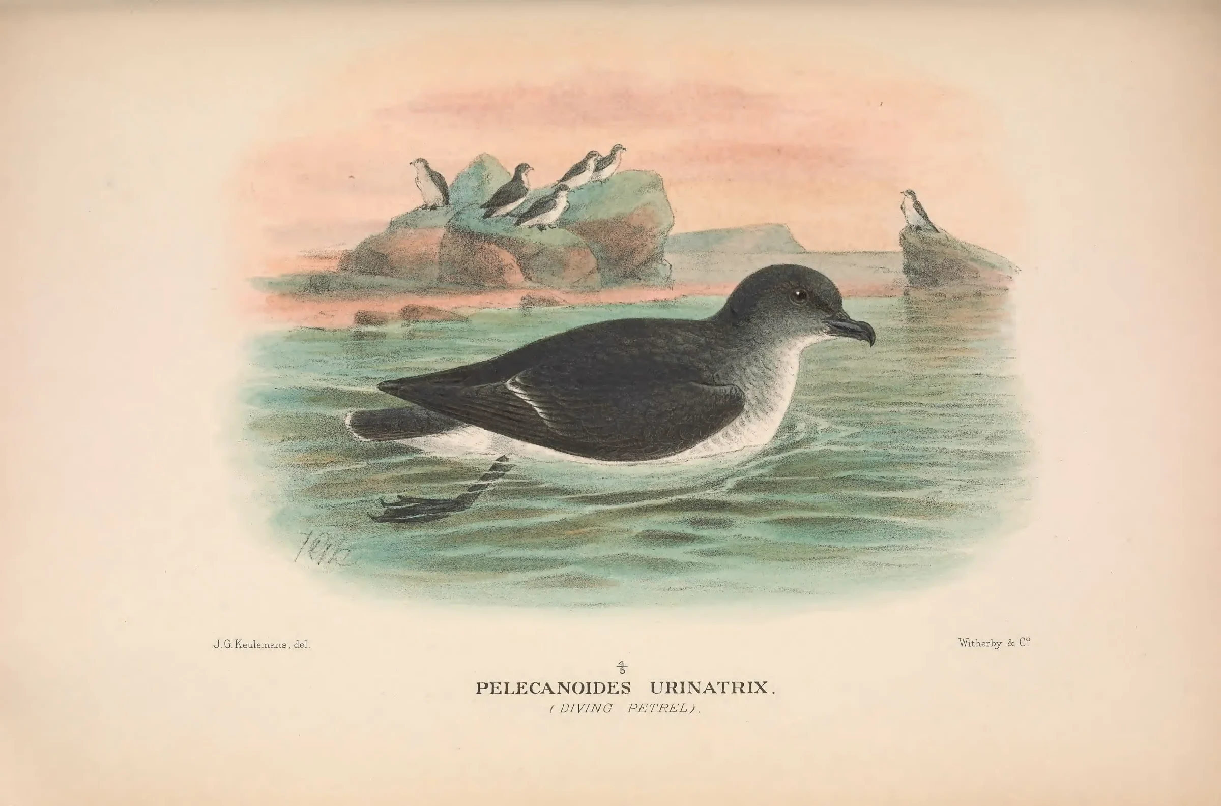 Historical bird plate: Common Diving Petrel