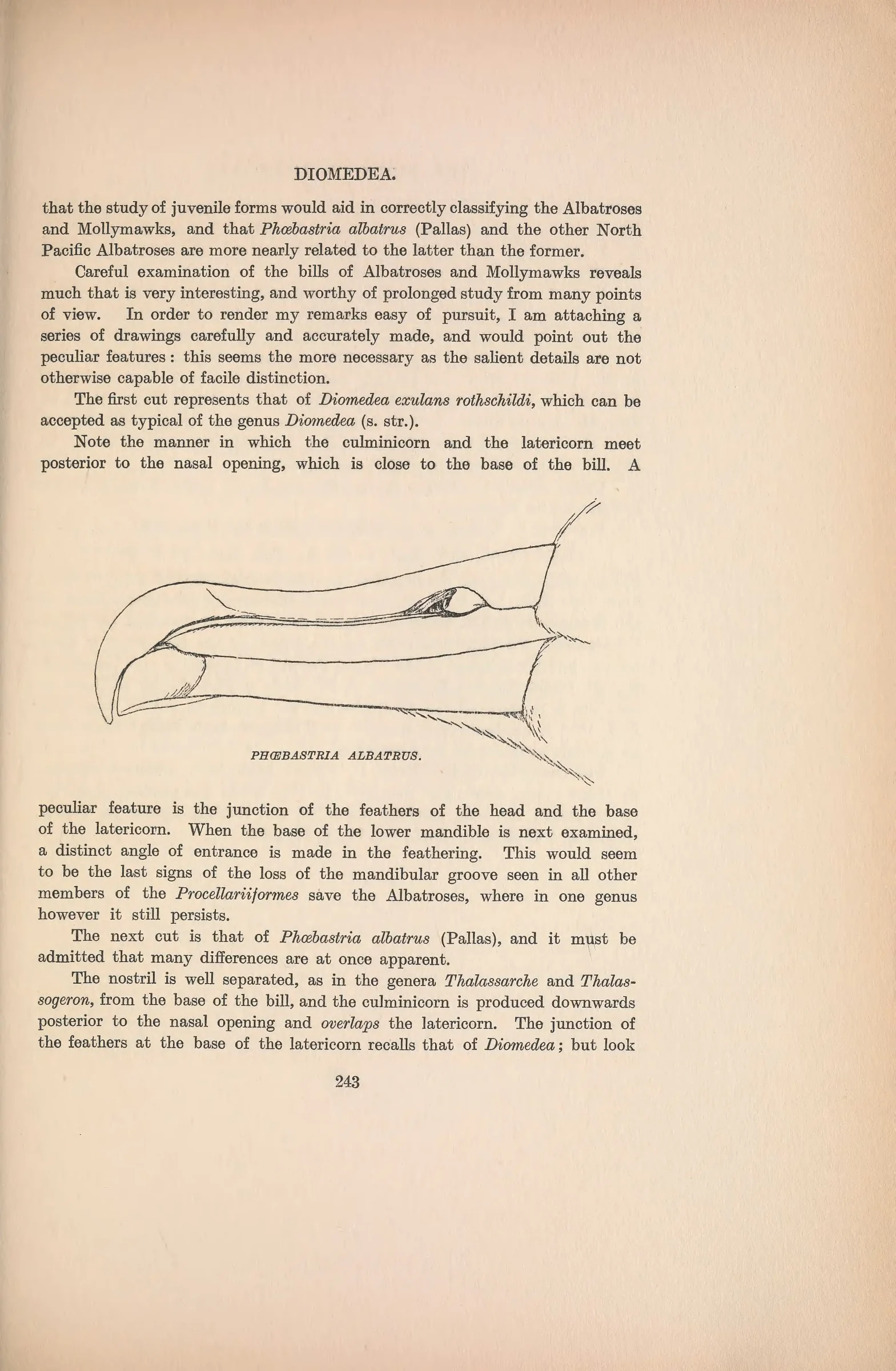 Historical bird plate: Short-tailed Albatross