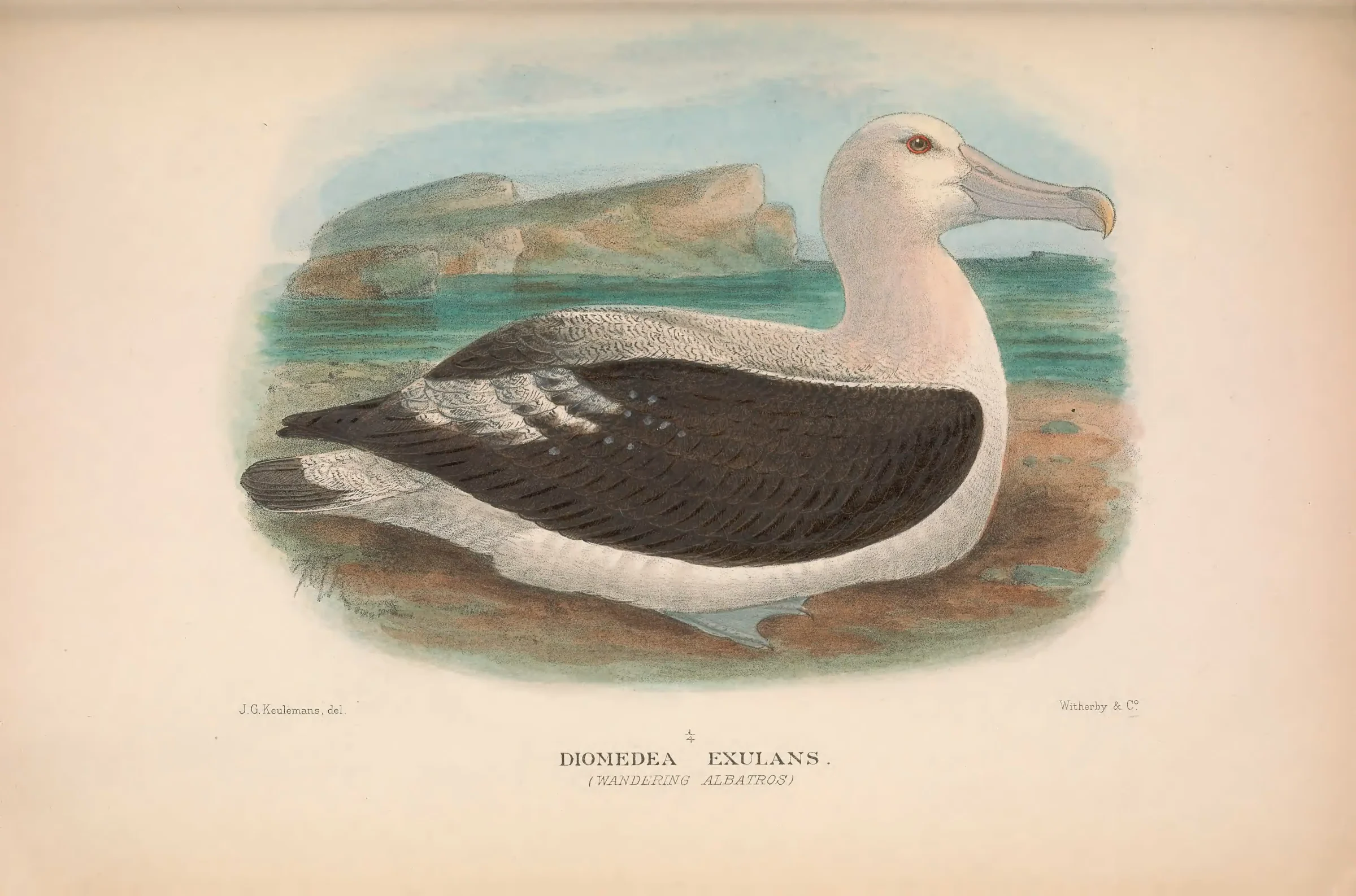 Historical bird plate: Antipodean Albatross
