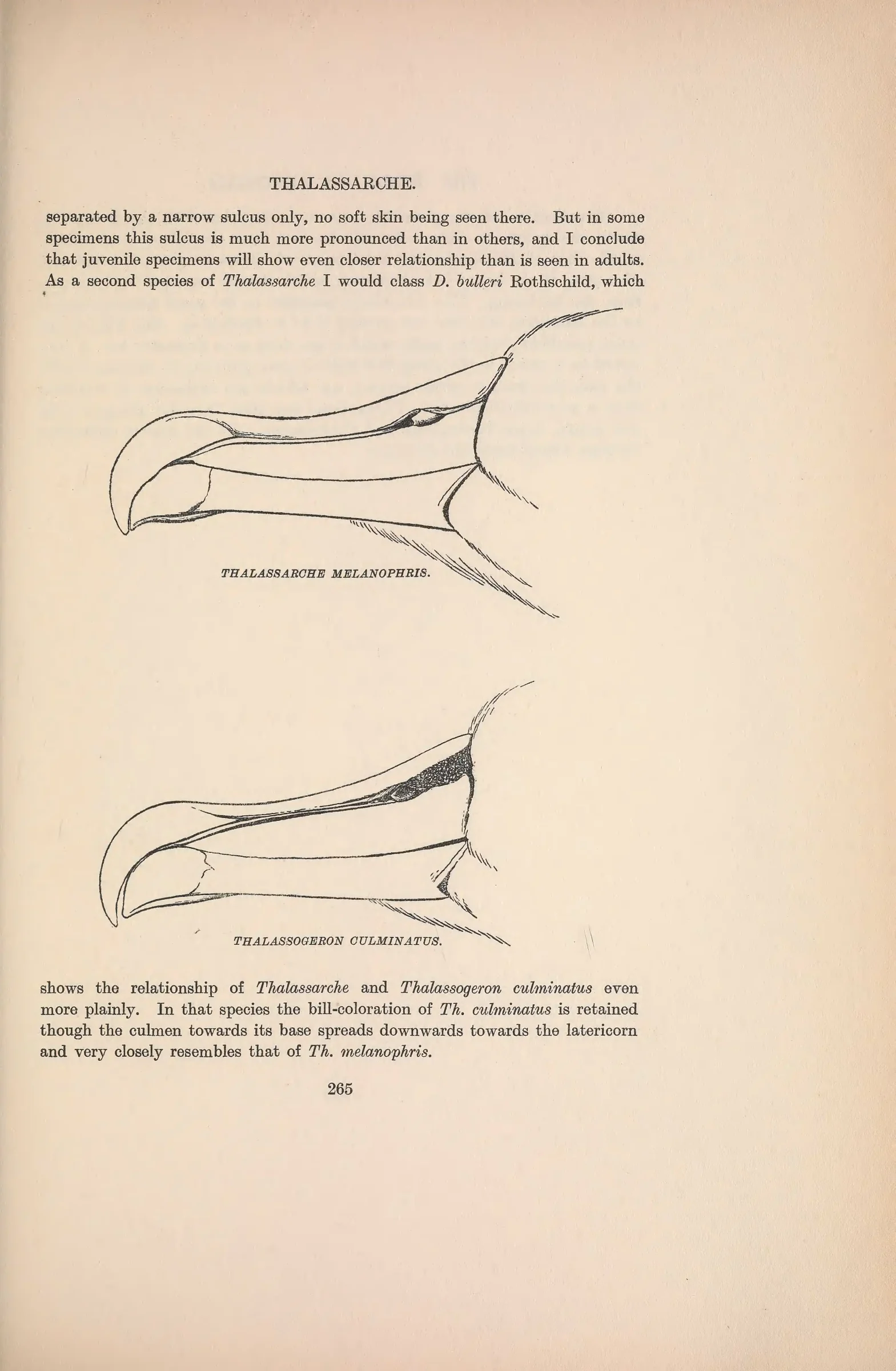 Historical bird plate: Black-browed Albatross