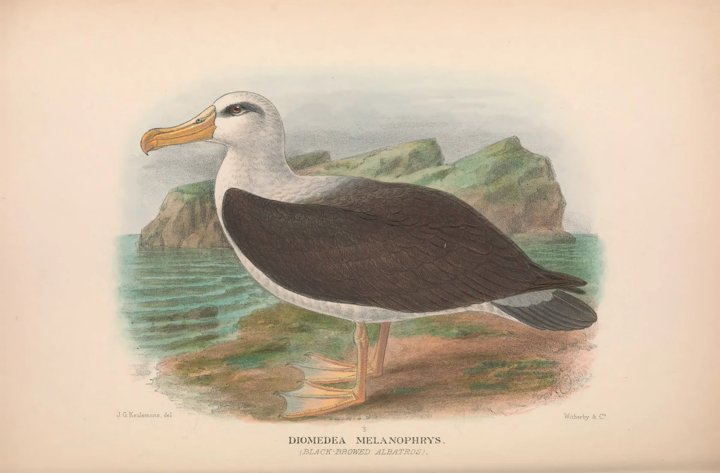 Historical bird plate: Black-browed Albatross