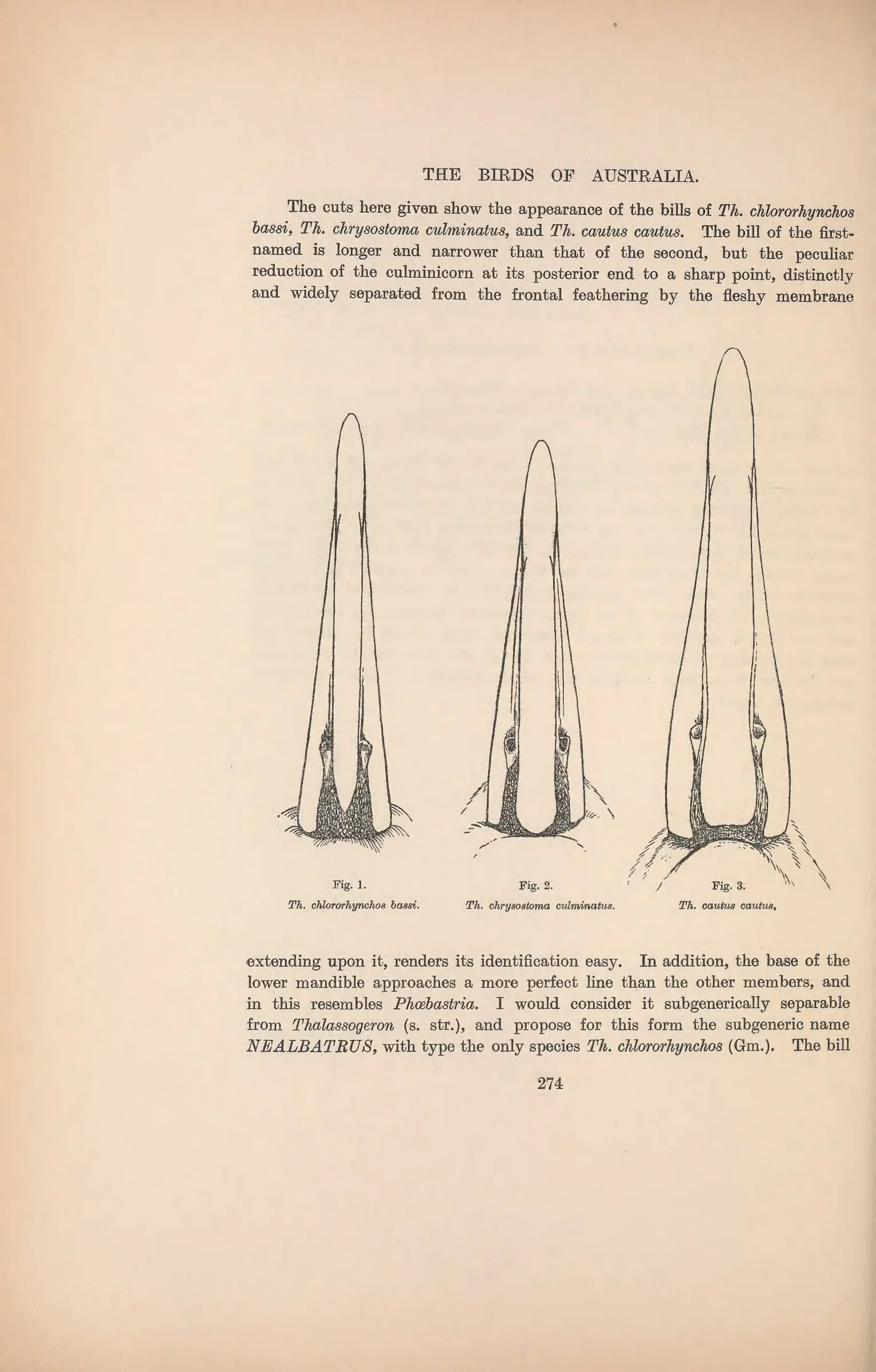 Historical bird plate: Grey-headed Albatross