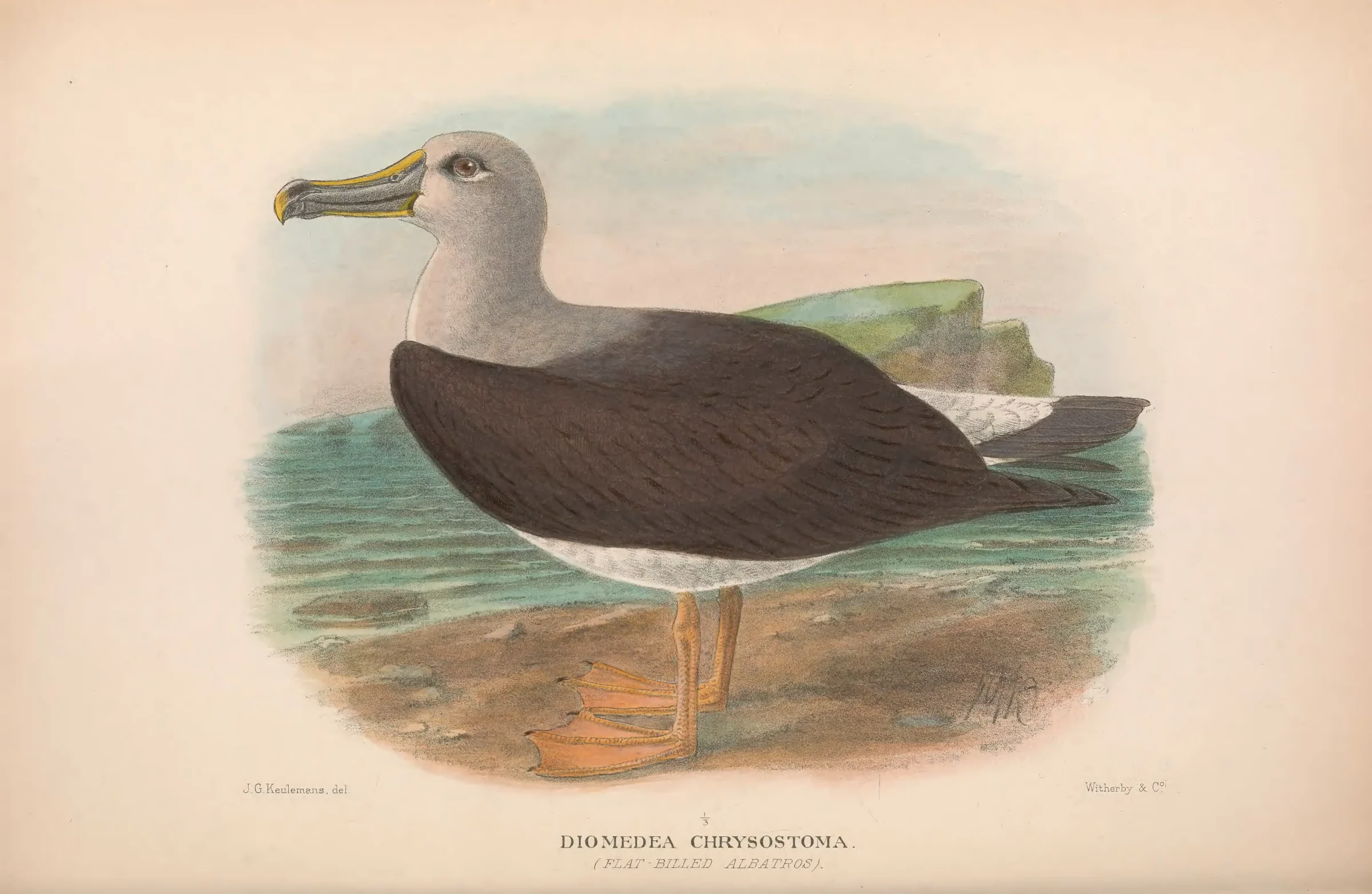 Historical bird plate: Grey-headed Albatross