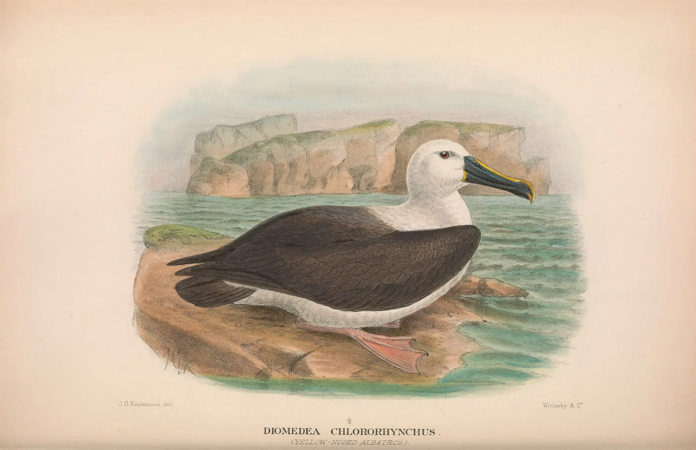 Historical bird plate: Indian Yellow-nosed Albatross
