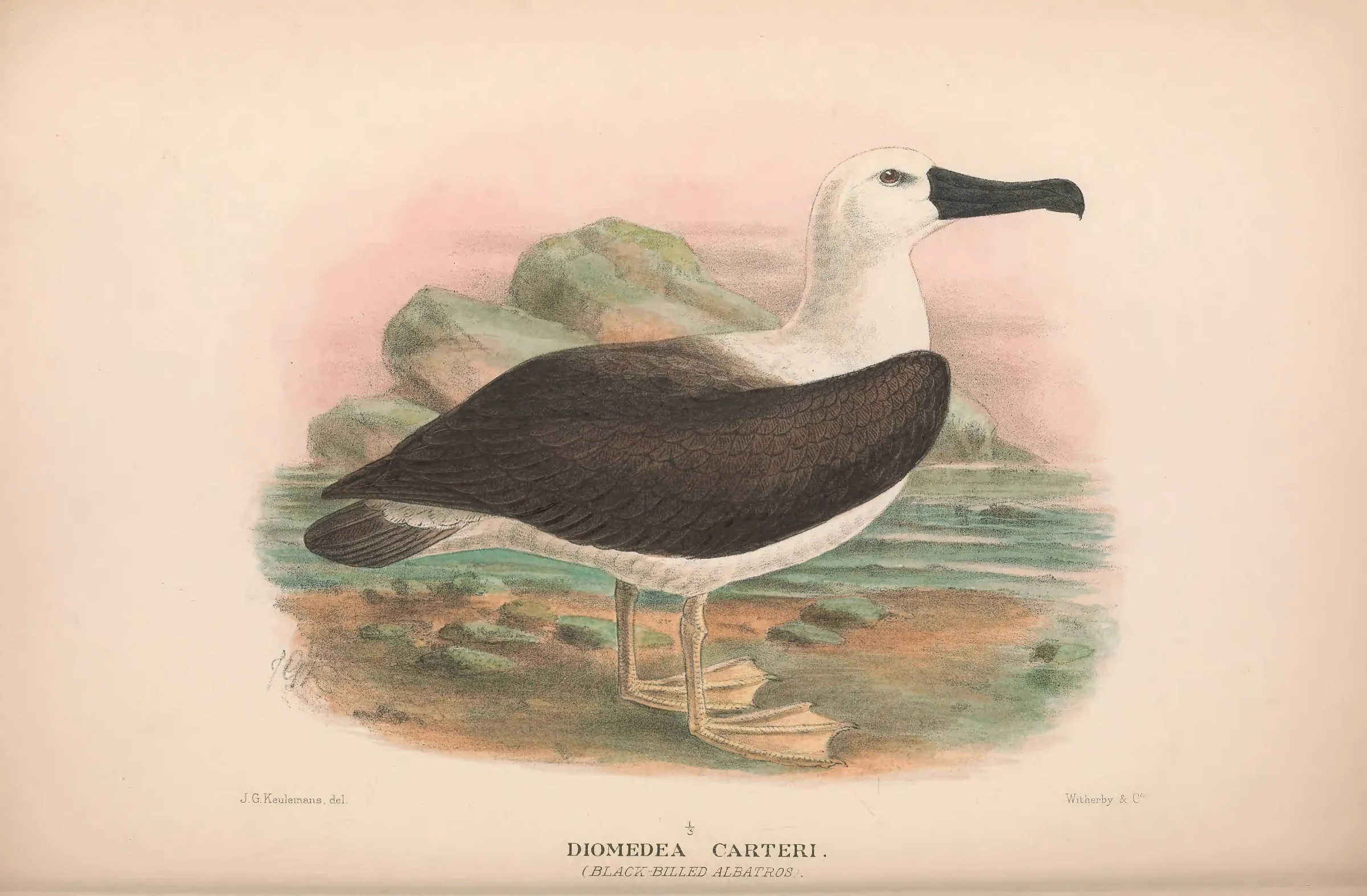 Historical bird plate: Indian Yellow-nosed Albatross