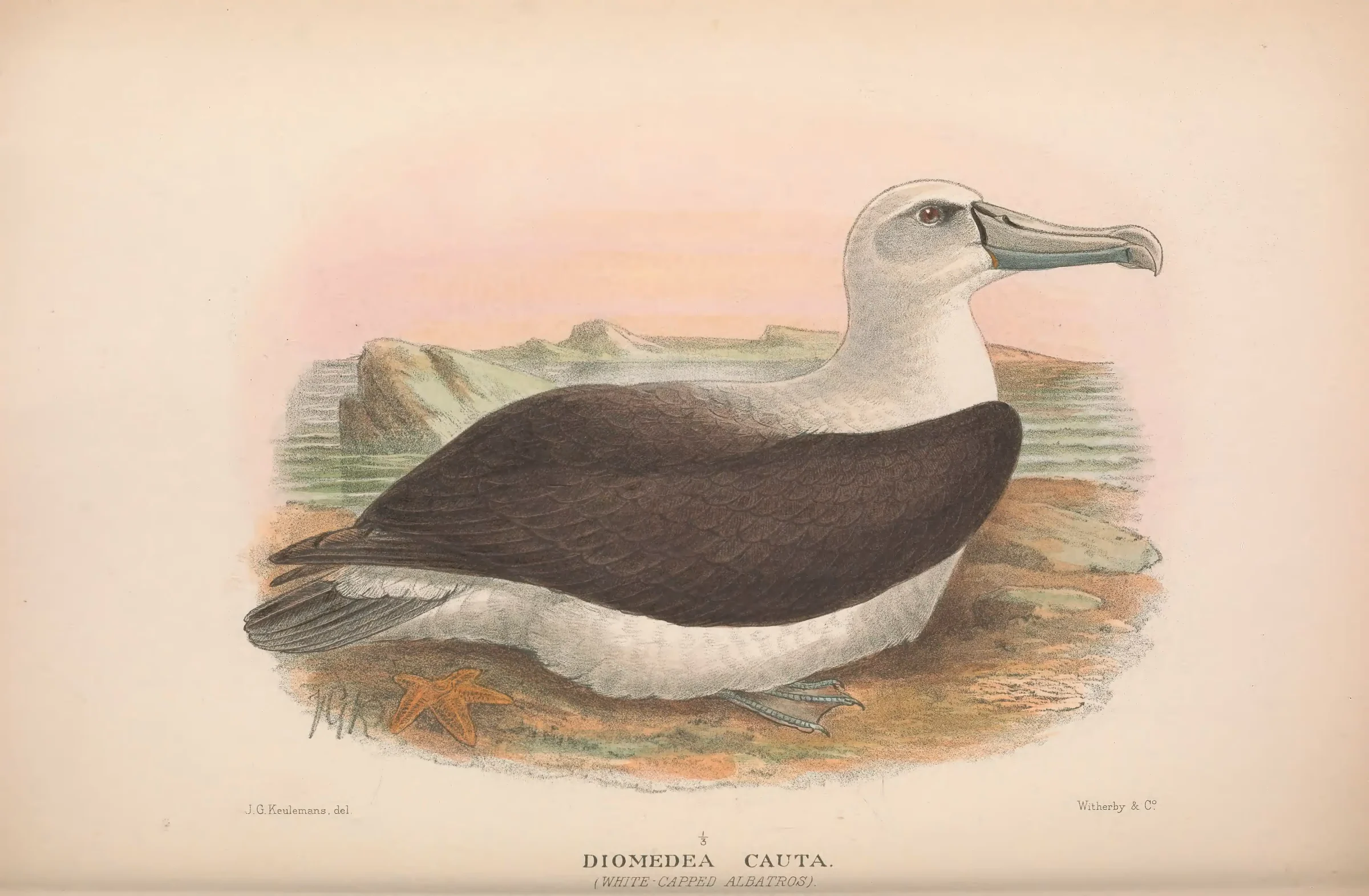 Historical bird plate: Shy Albatross