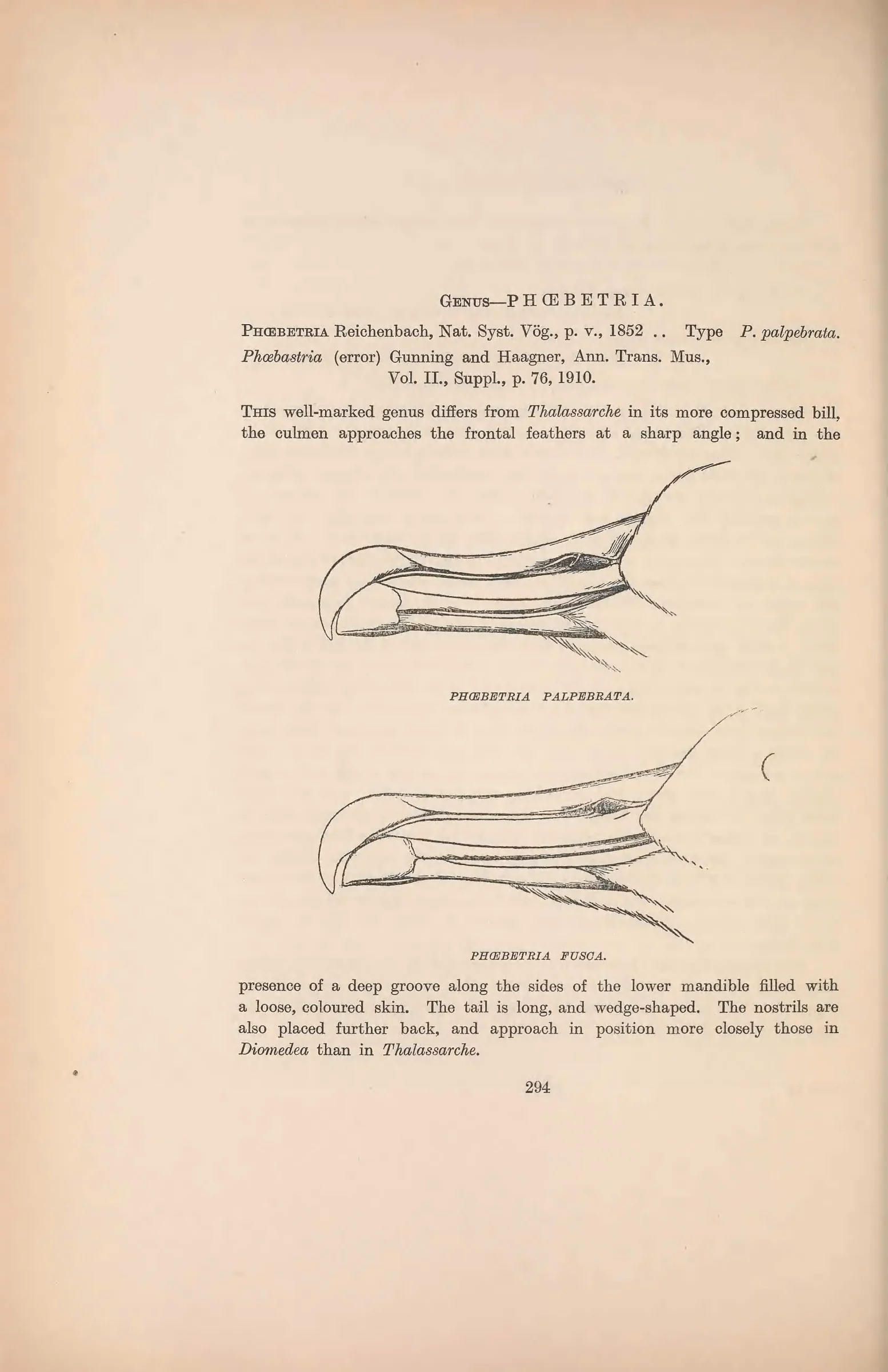 Historical bird plate: Light-mantled Albatross