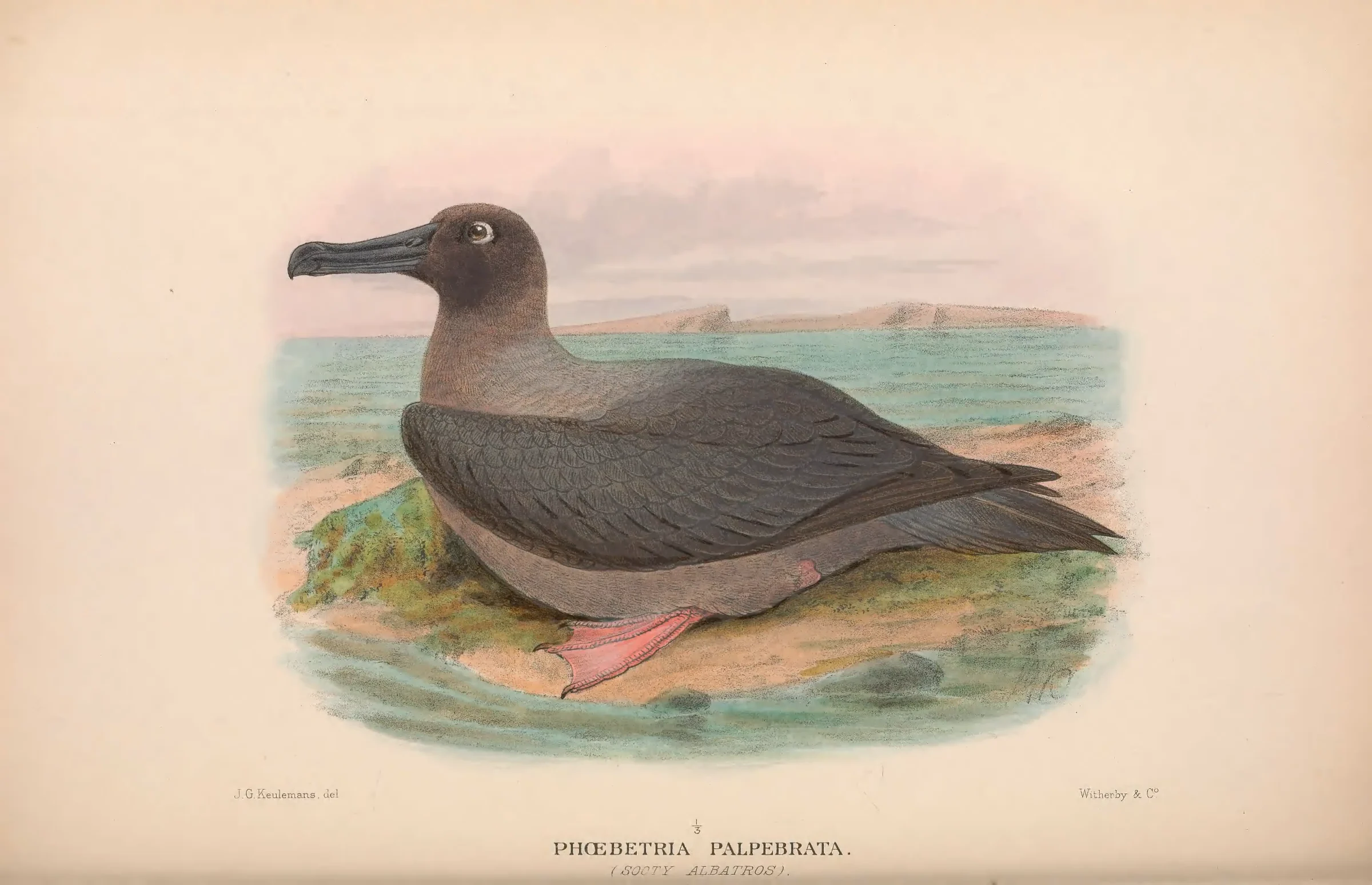 Historical bird plate: Light-mantled Albatross