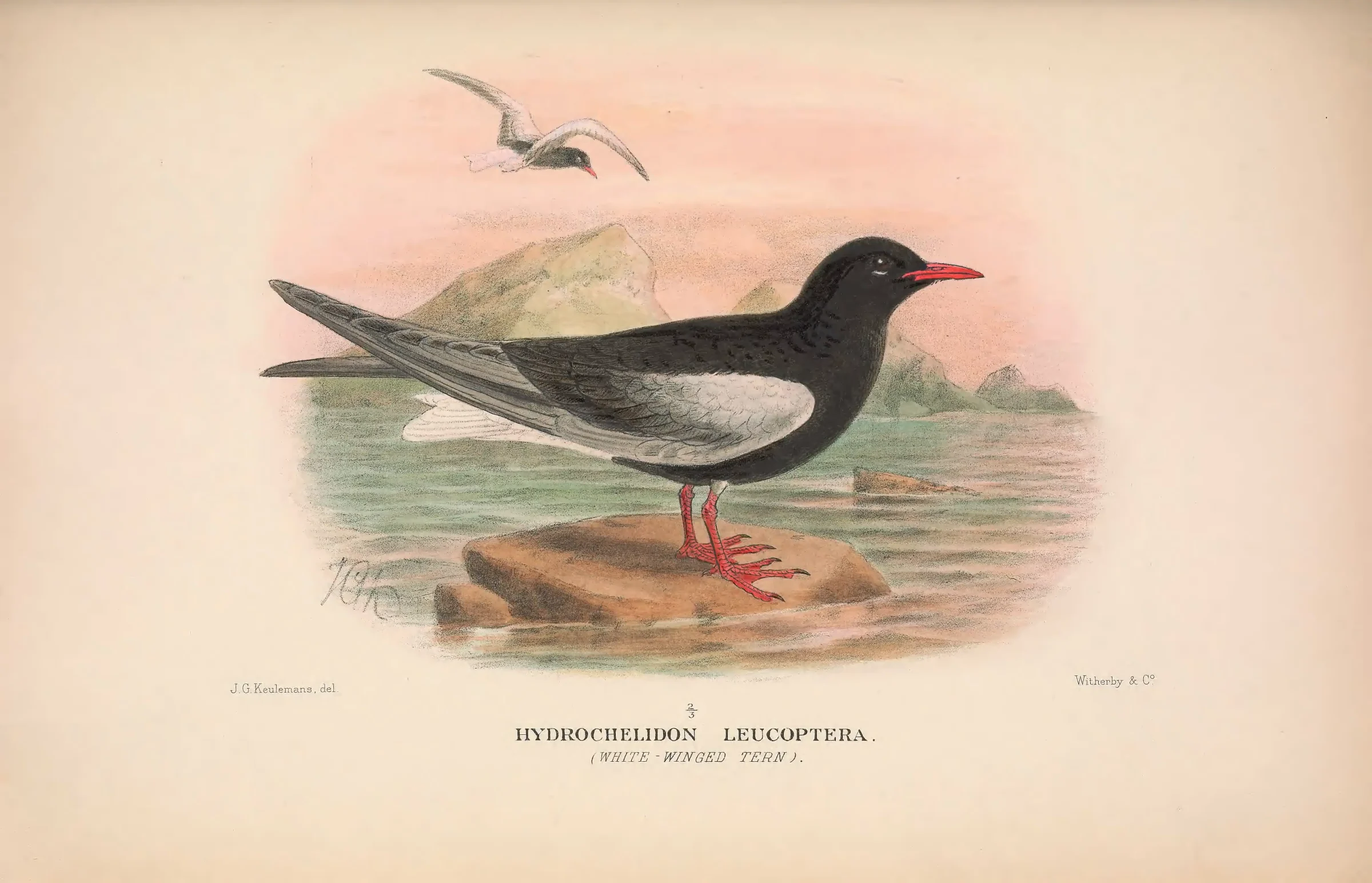 Historical bird plate: White-winged Tern