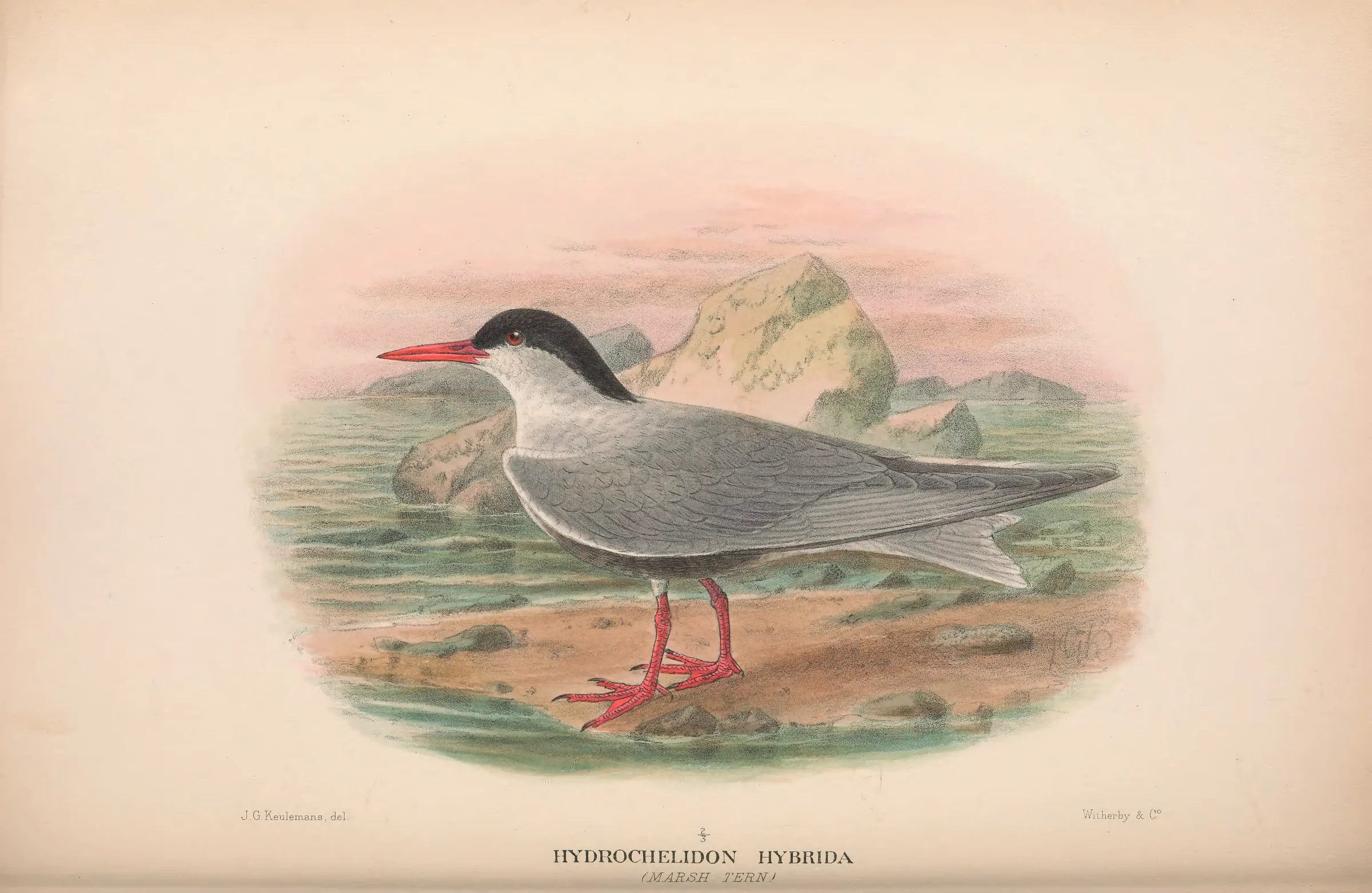 Historical bird plate: Whiskered Tern