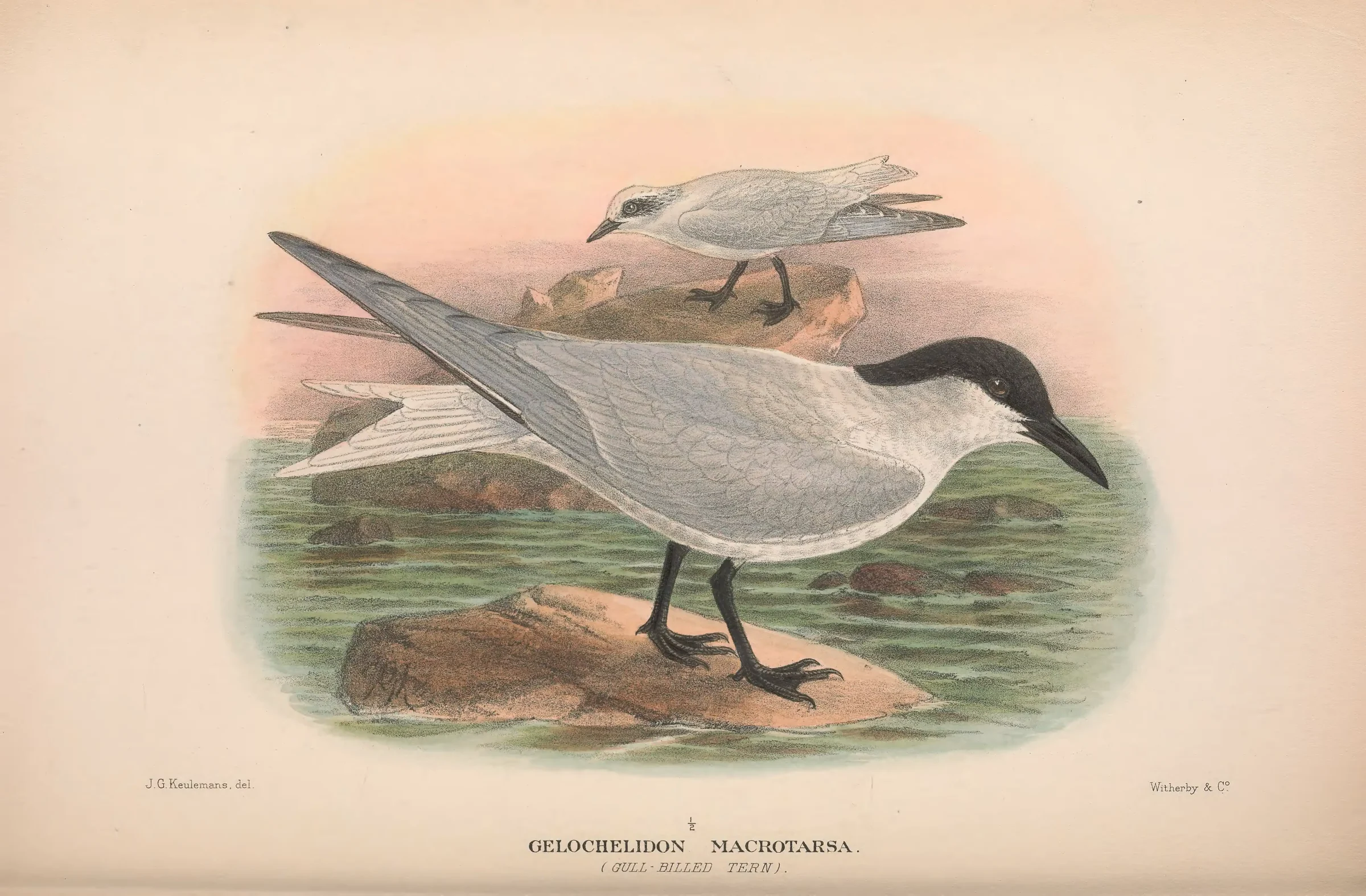 Historical bird plate: Australian Tern