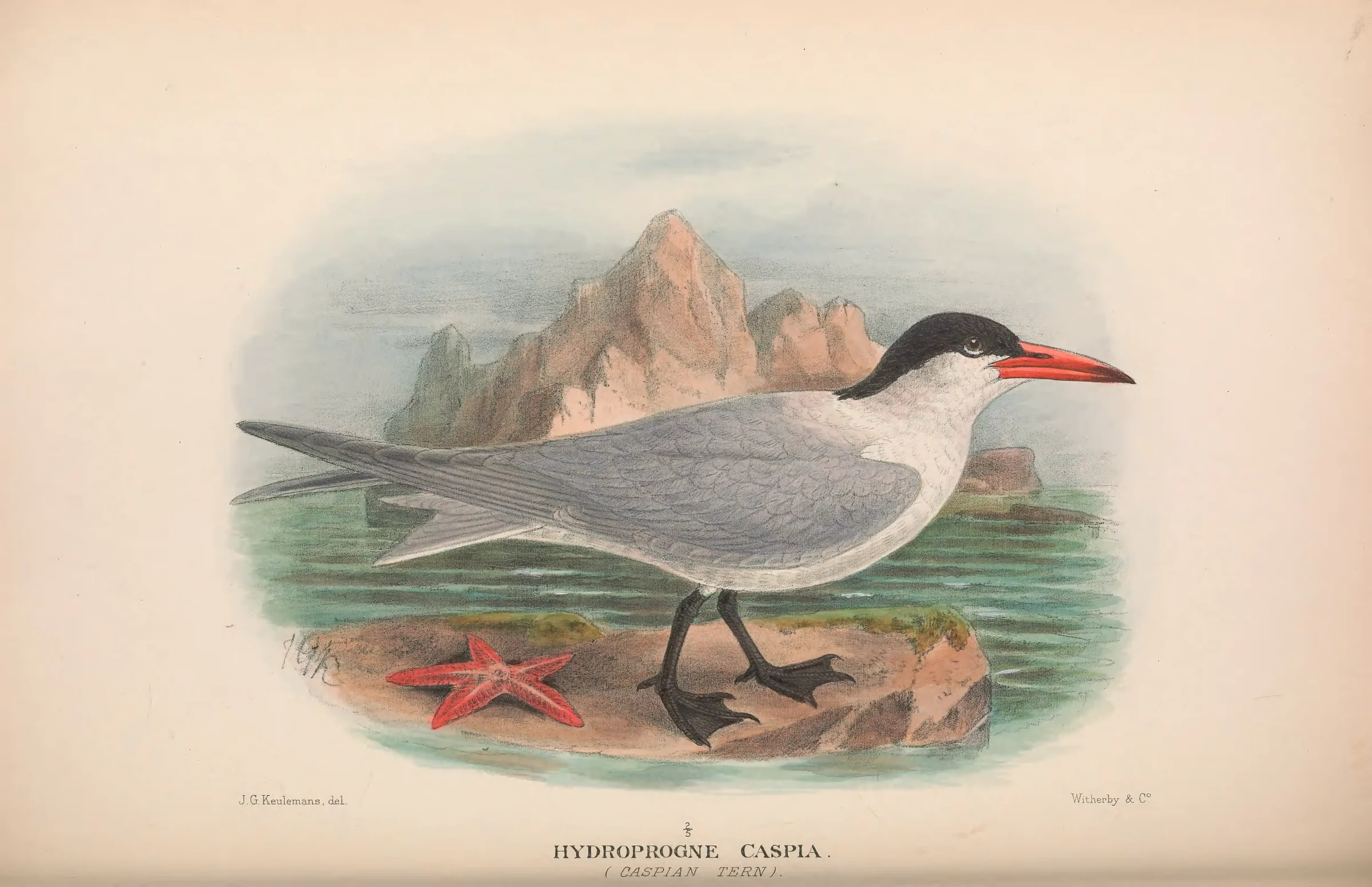 Historical bird plate: Caspian Tern