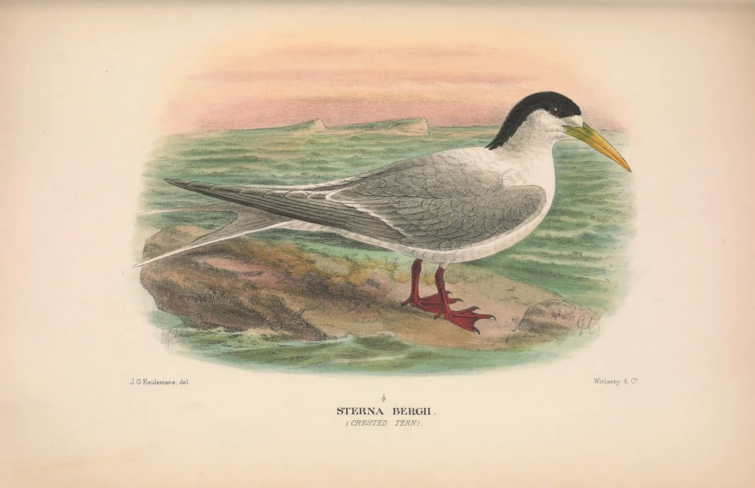 Historical bird plate: Greater Crested Tern