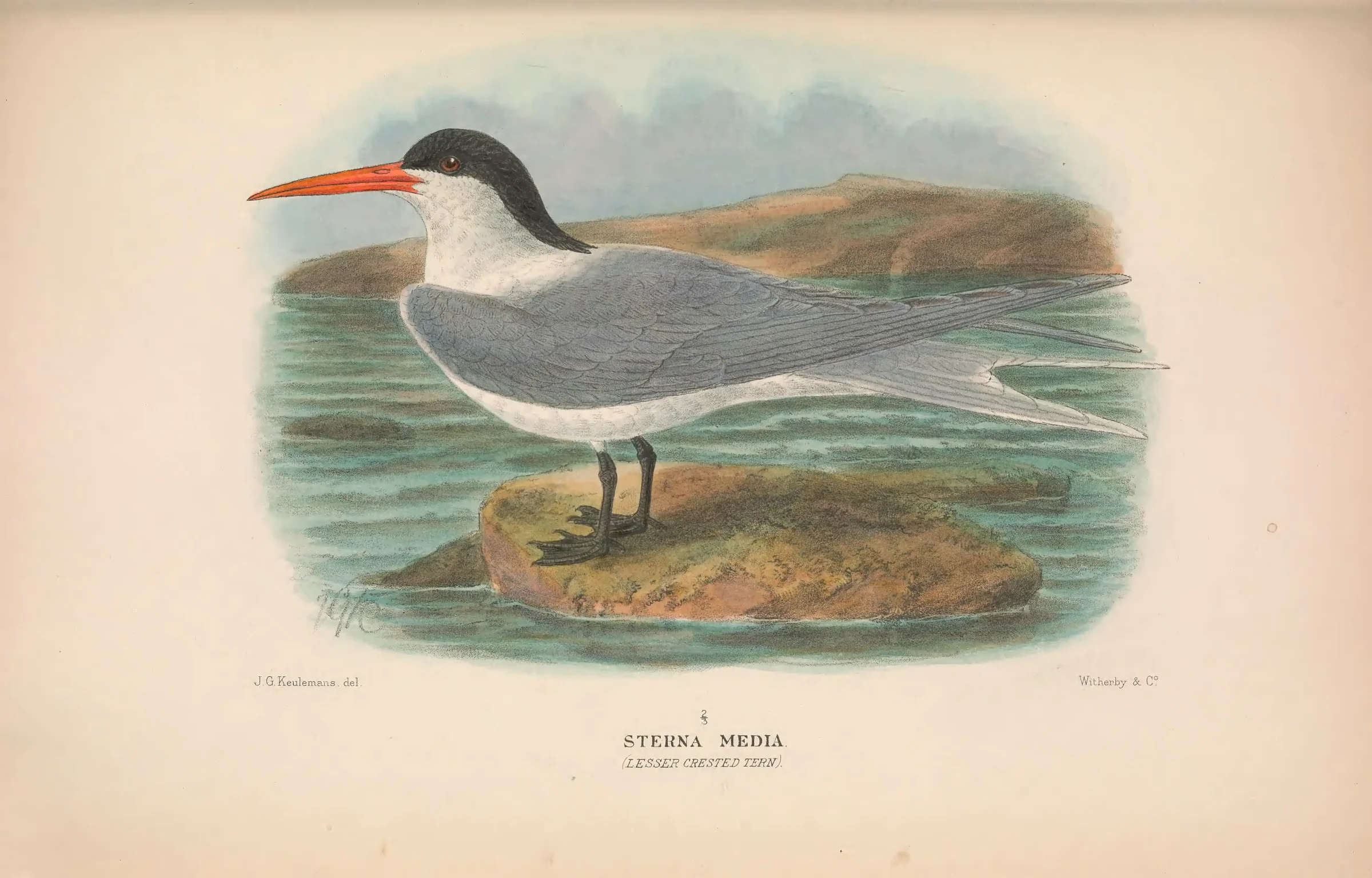 Historical bird plate: Lesser Crested Tern