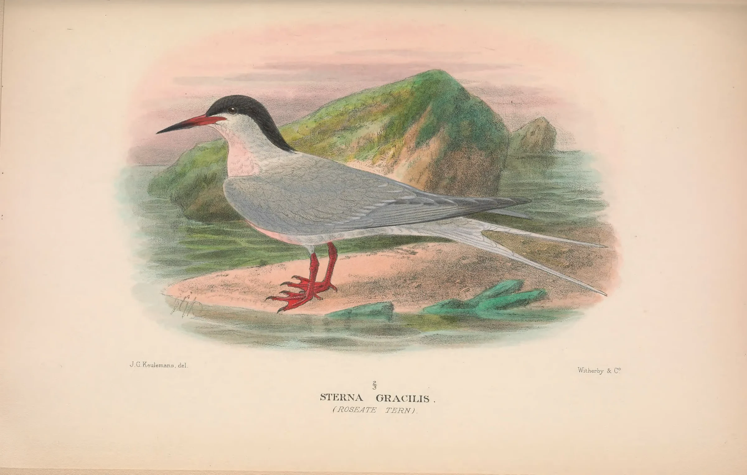 Historical bird plate: Roseate Tern