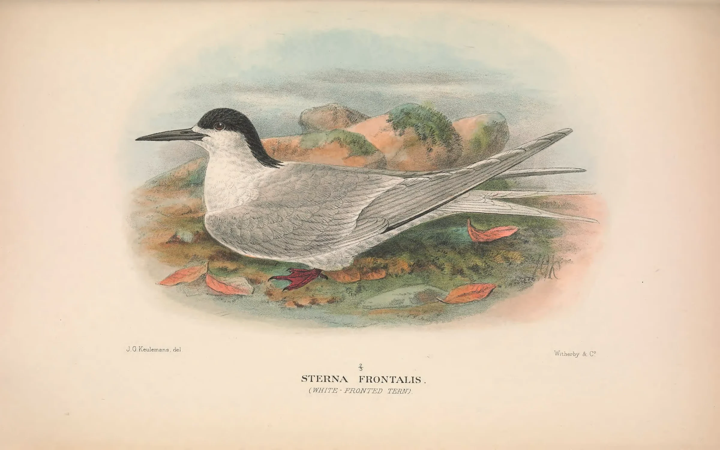 Historical bird plate: White-fronted Tern