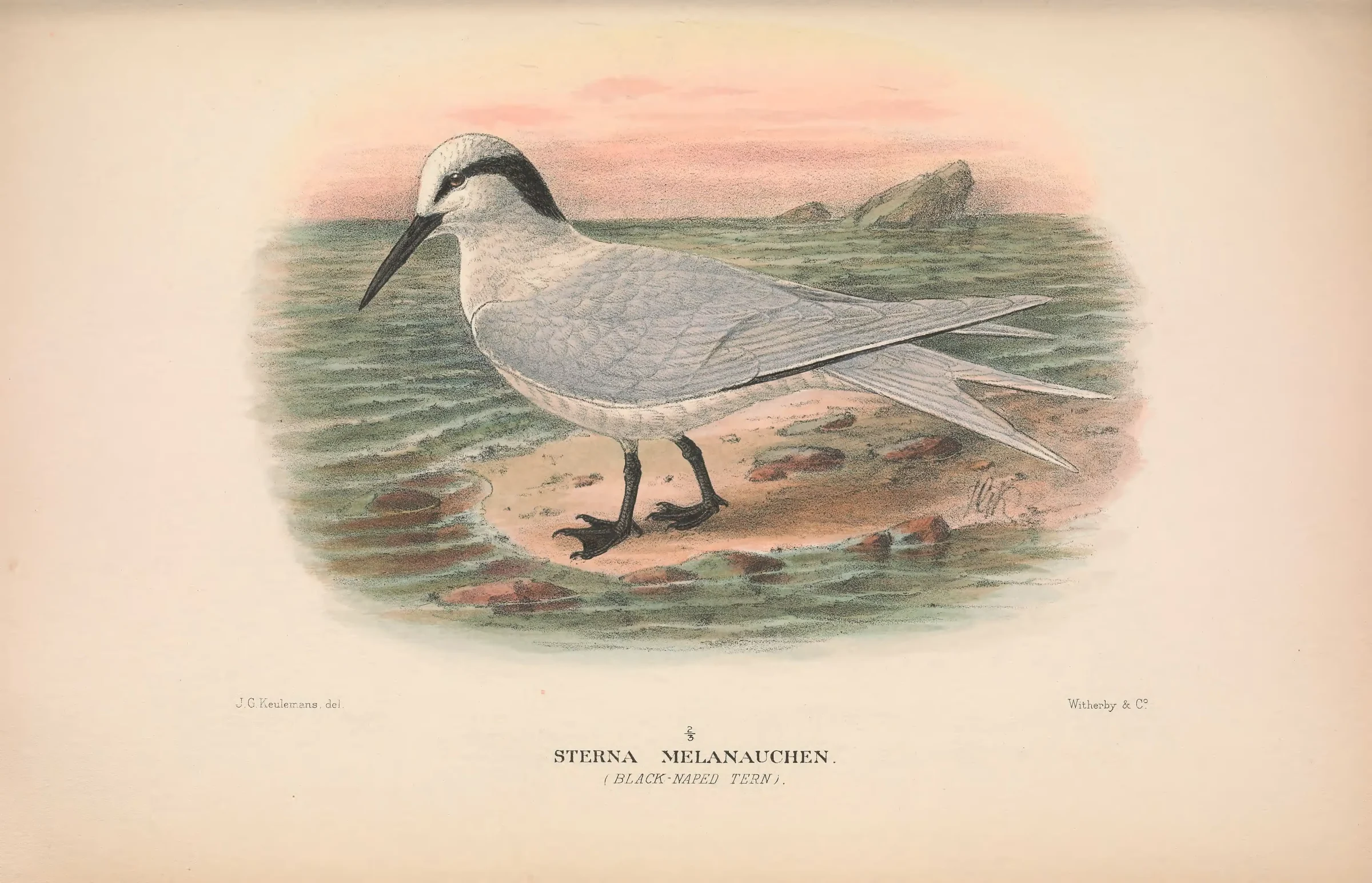 Historical bird plate: Black-naped Tern