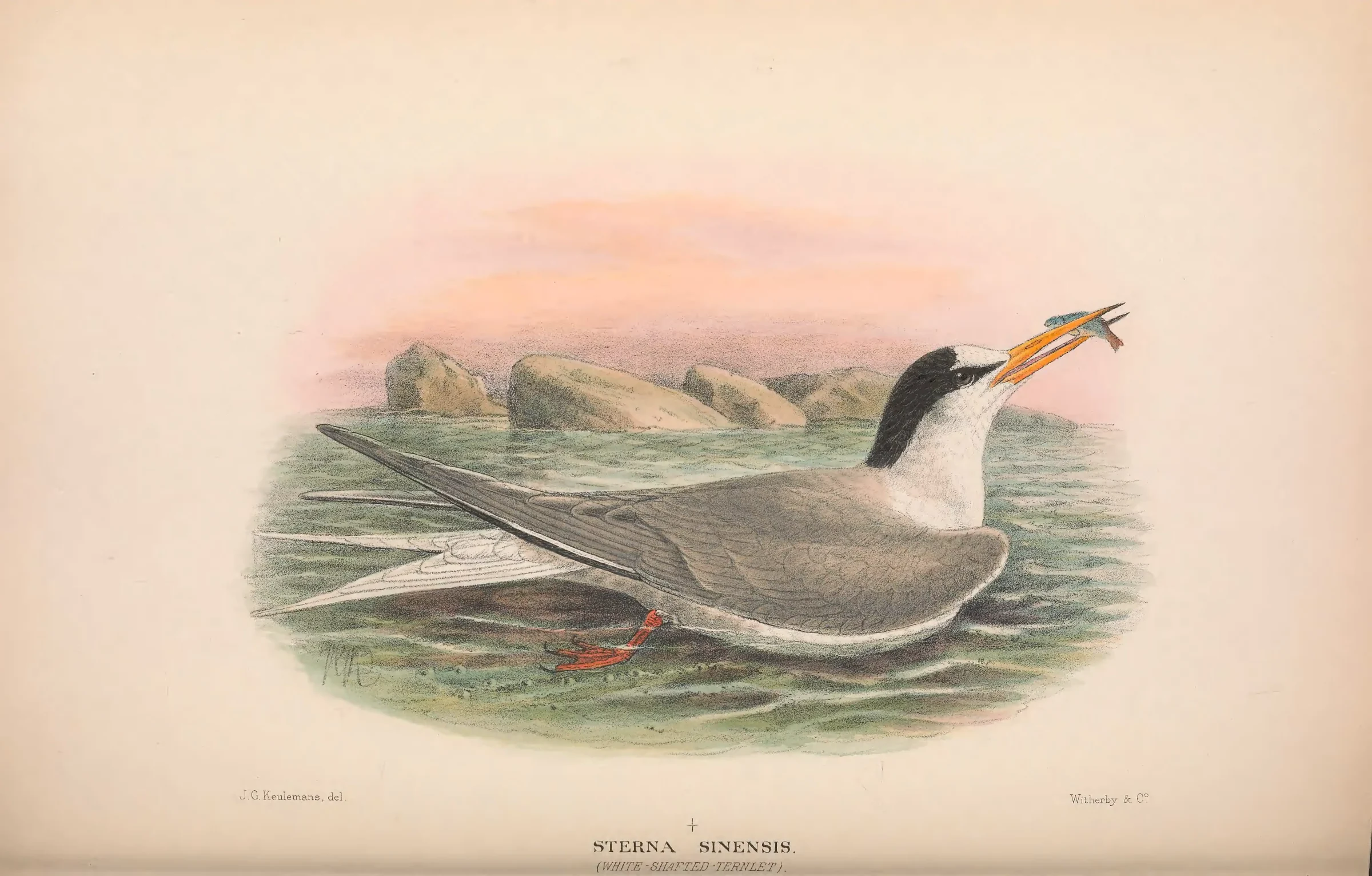Historical bird plate: Little Tern