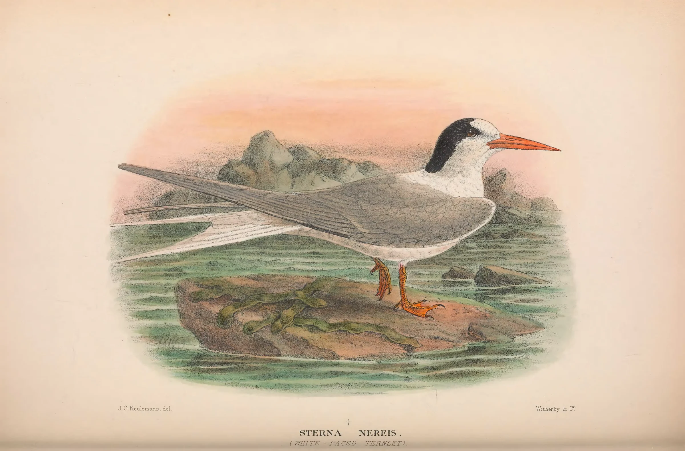 Historical bird plate: Fairy Tern