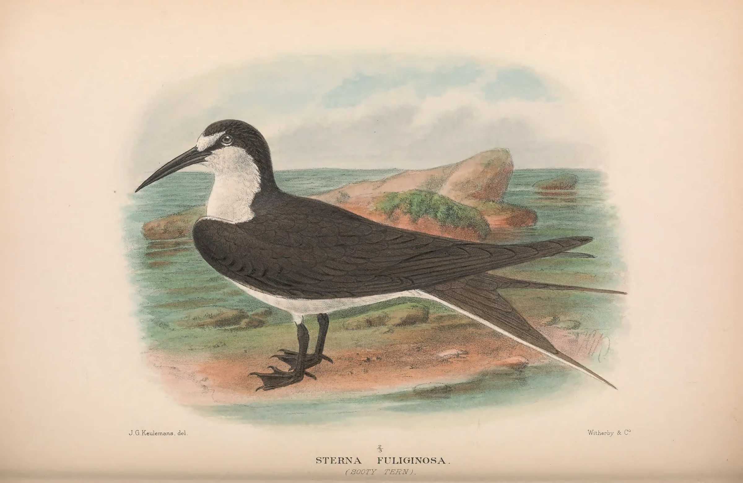 Historical bird plate: Sooty Tern