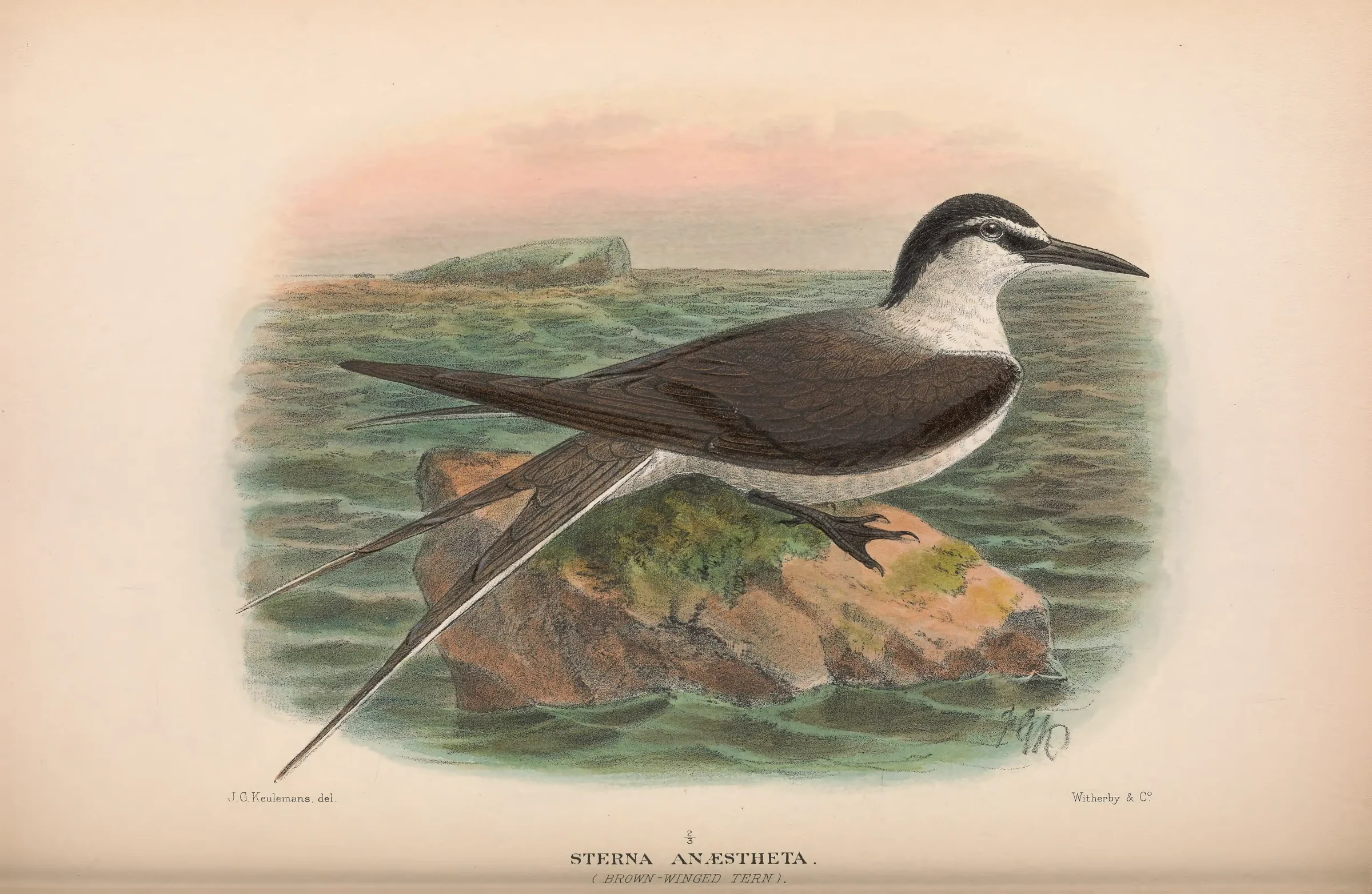 Historical bird plate: Bridled Tern