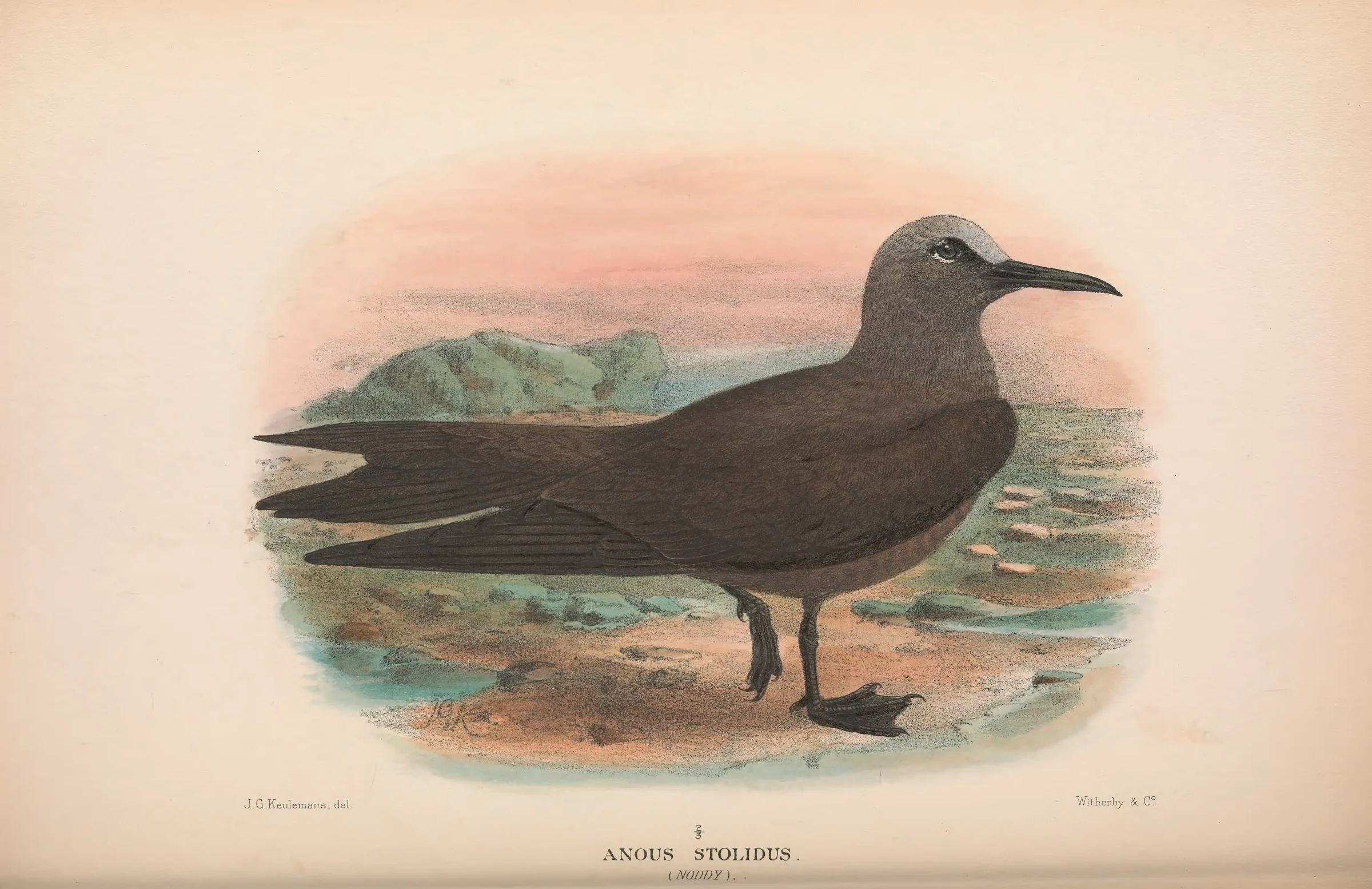 Historical bird plate: Brown Noddy