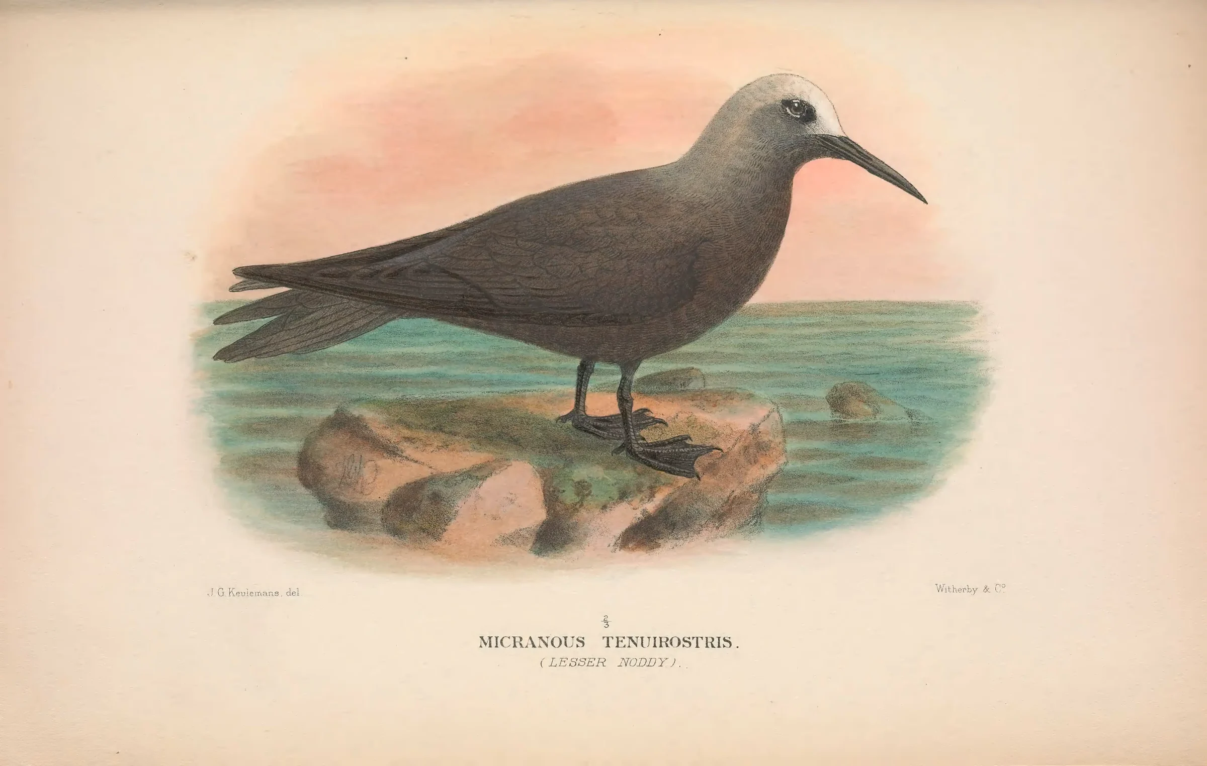Historical bird plate: Lesser Noddy