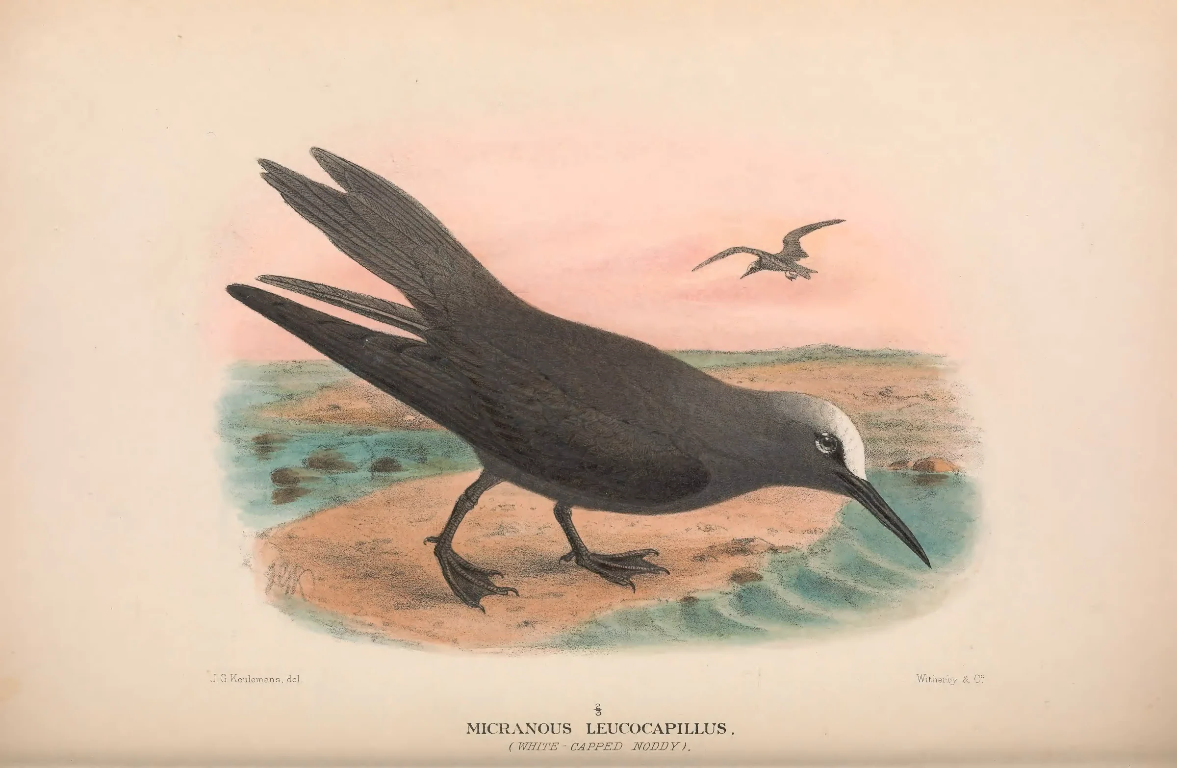 Historical bird plate: Black Noddy