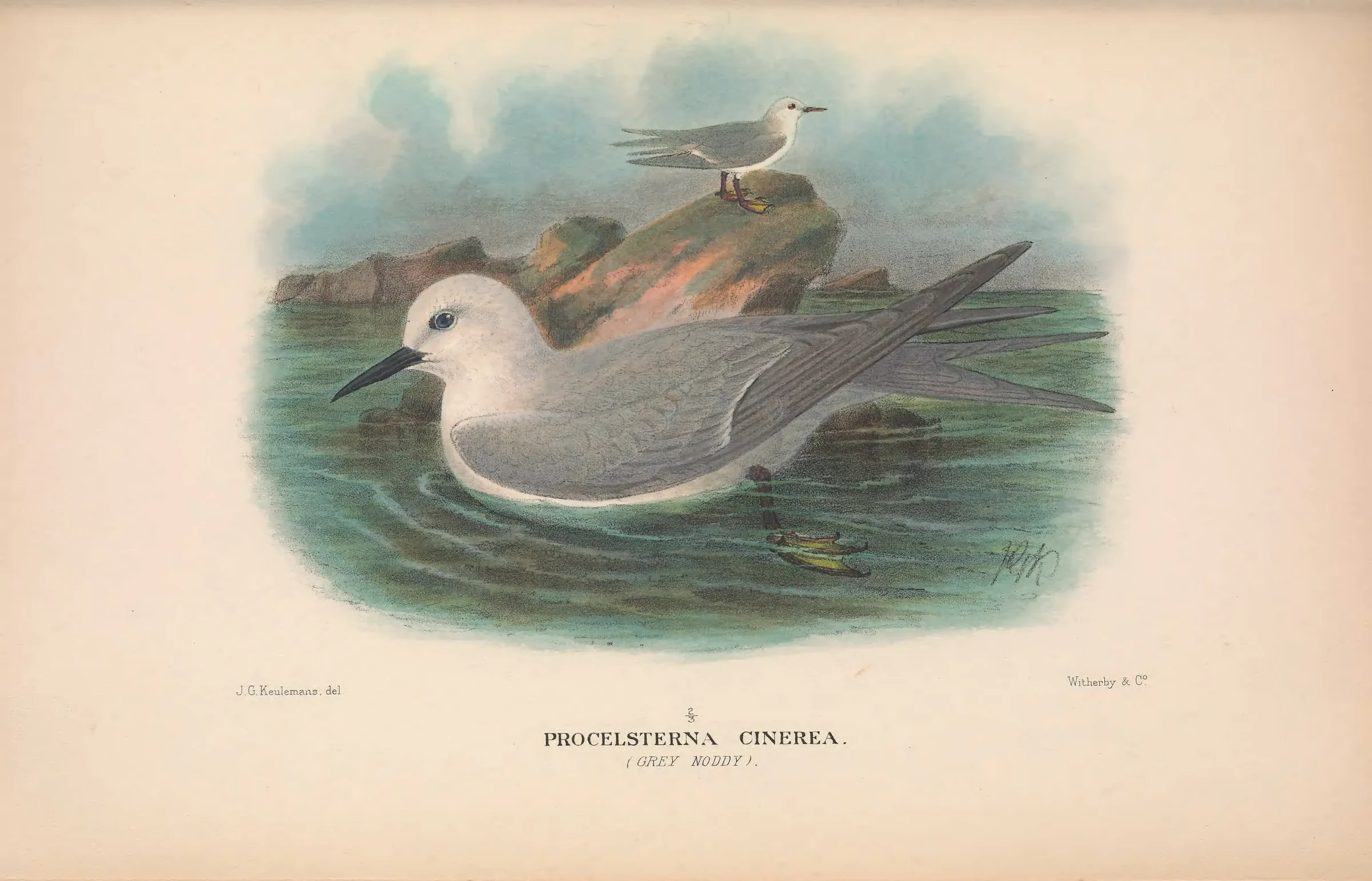 Historical bird plate: Grey Noddy