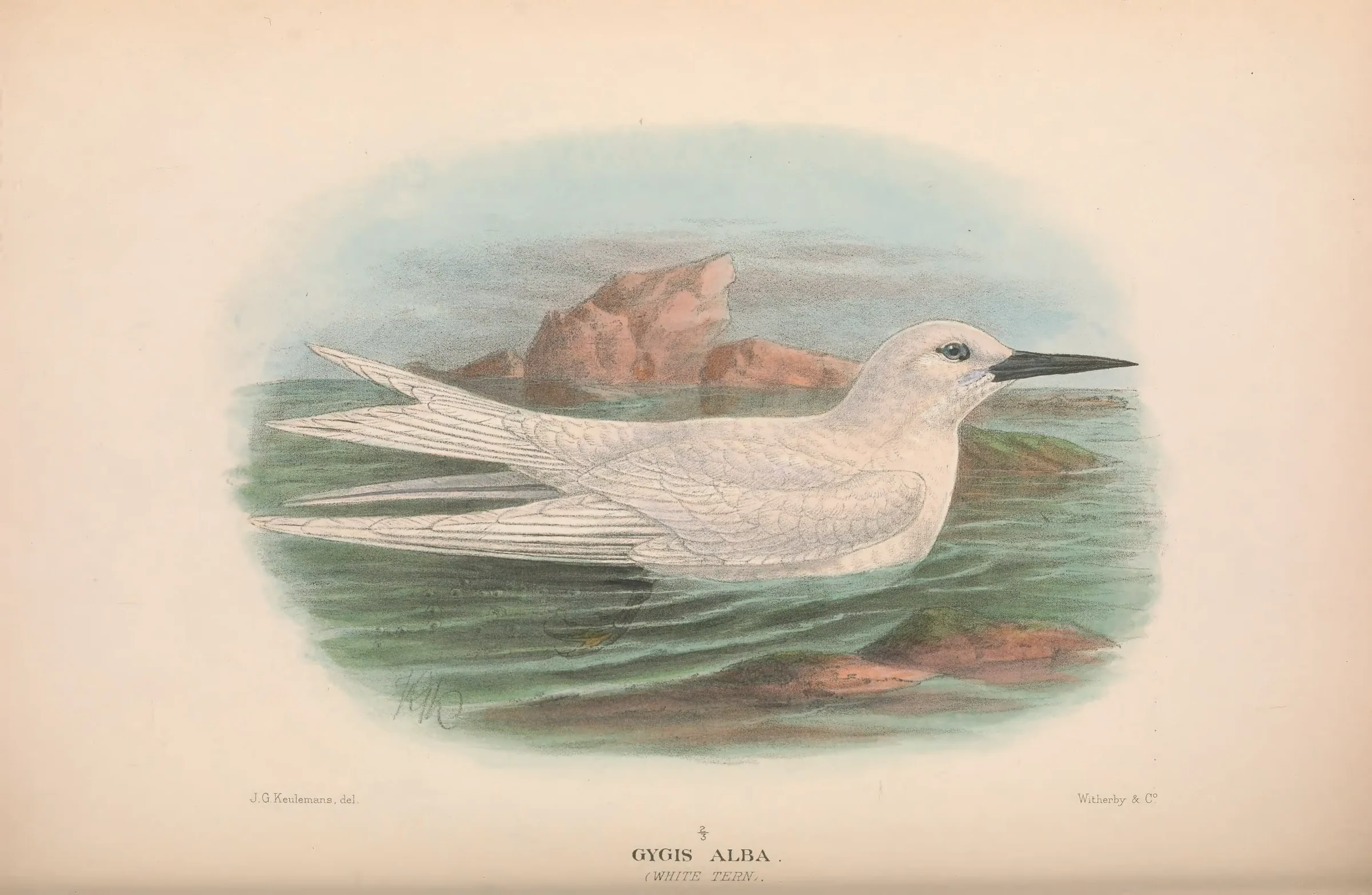 Historical bird plate: Blue-billed White Tern