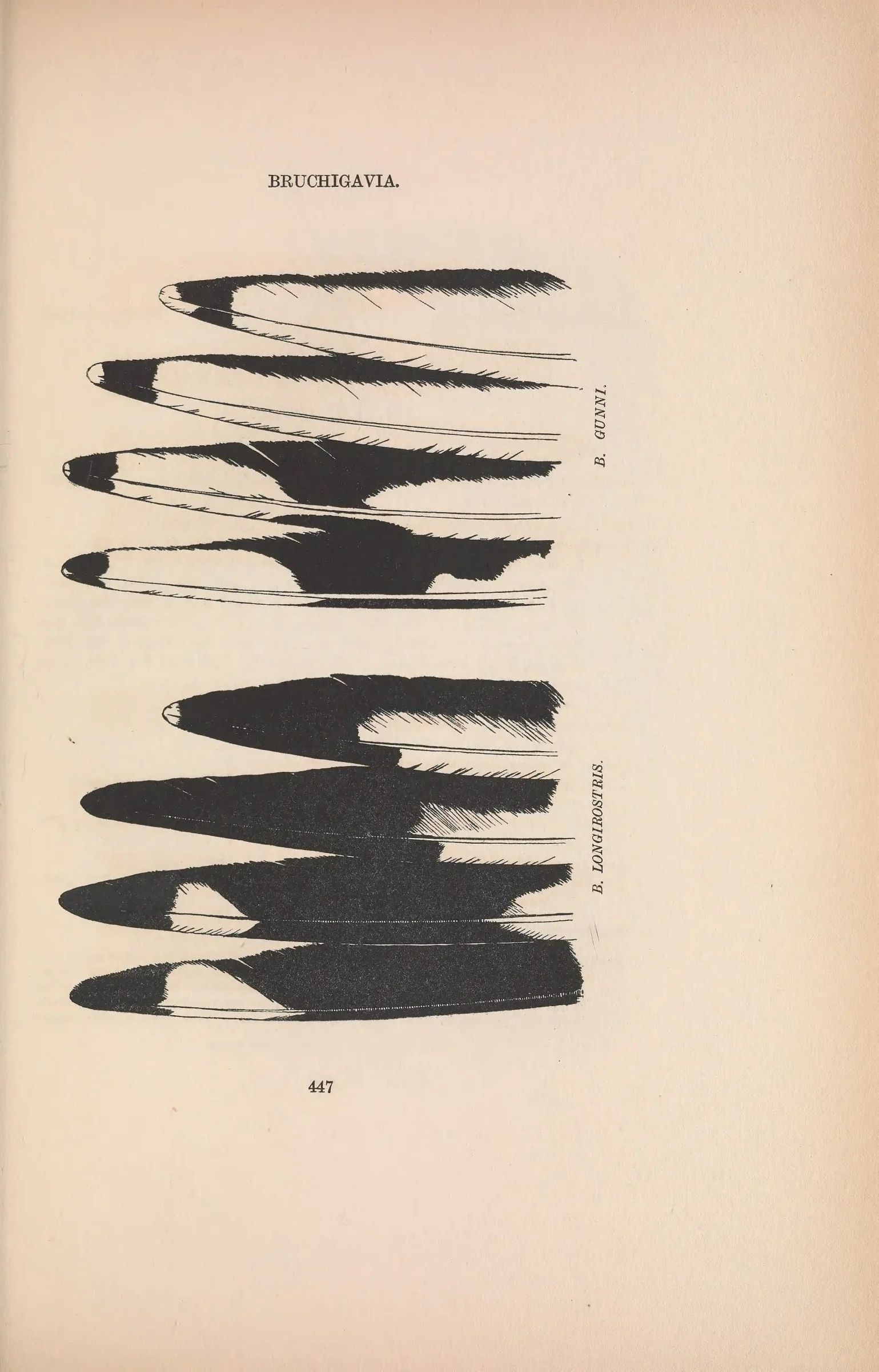 Historical bird plate: Silver Gull