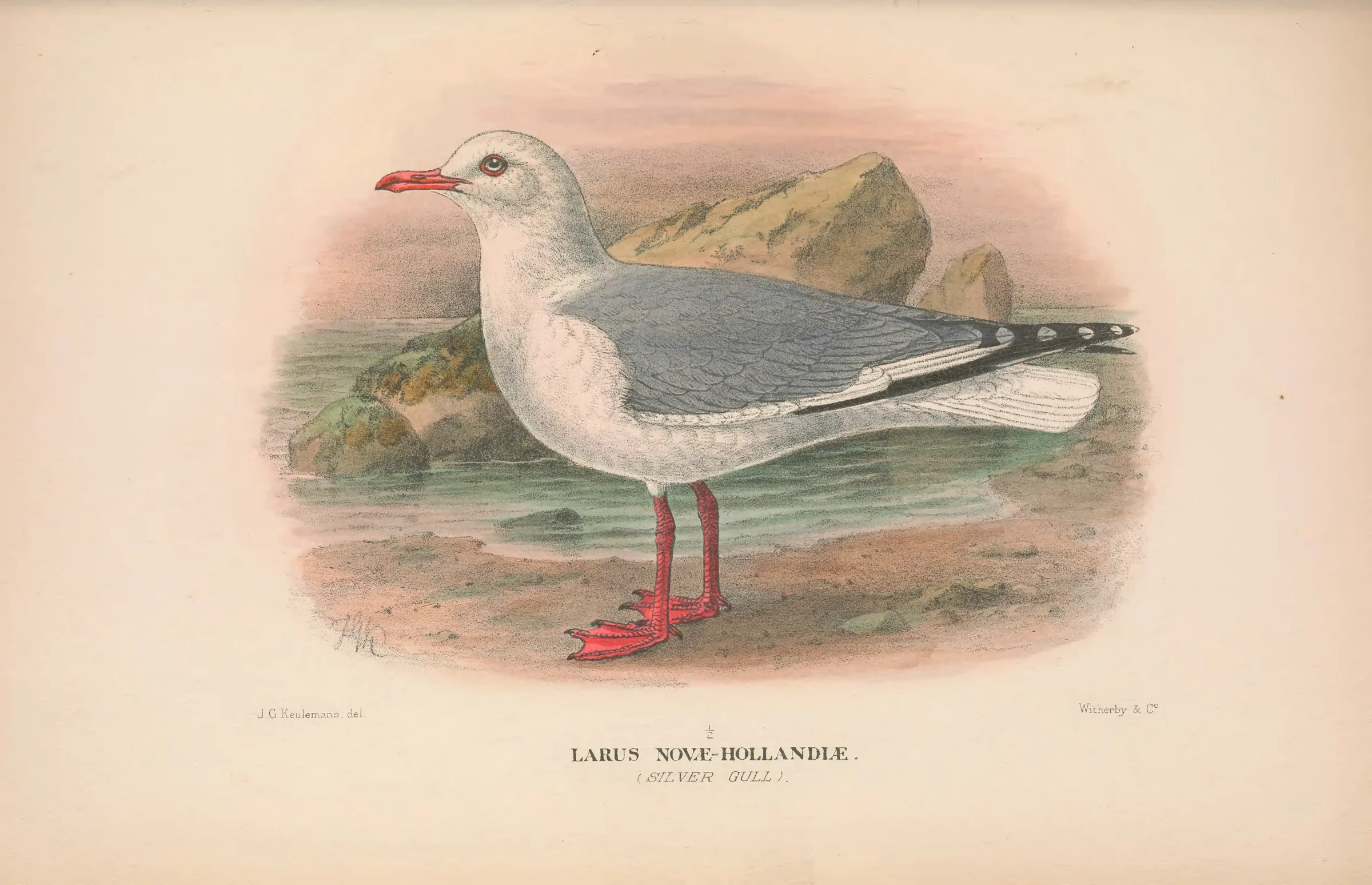 Historical bird plate: Silver Gull
