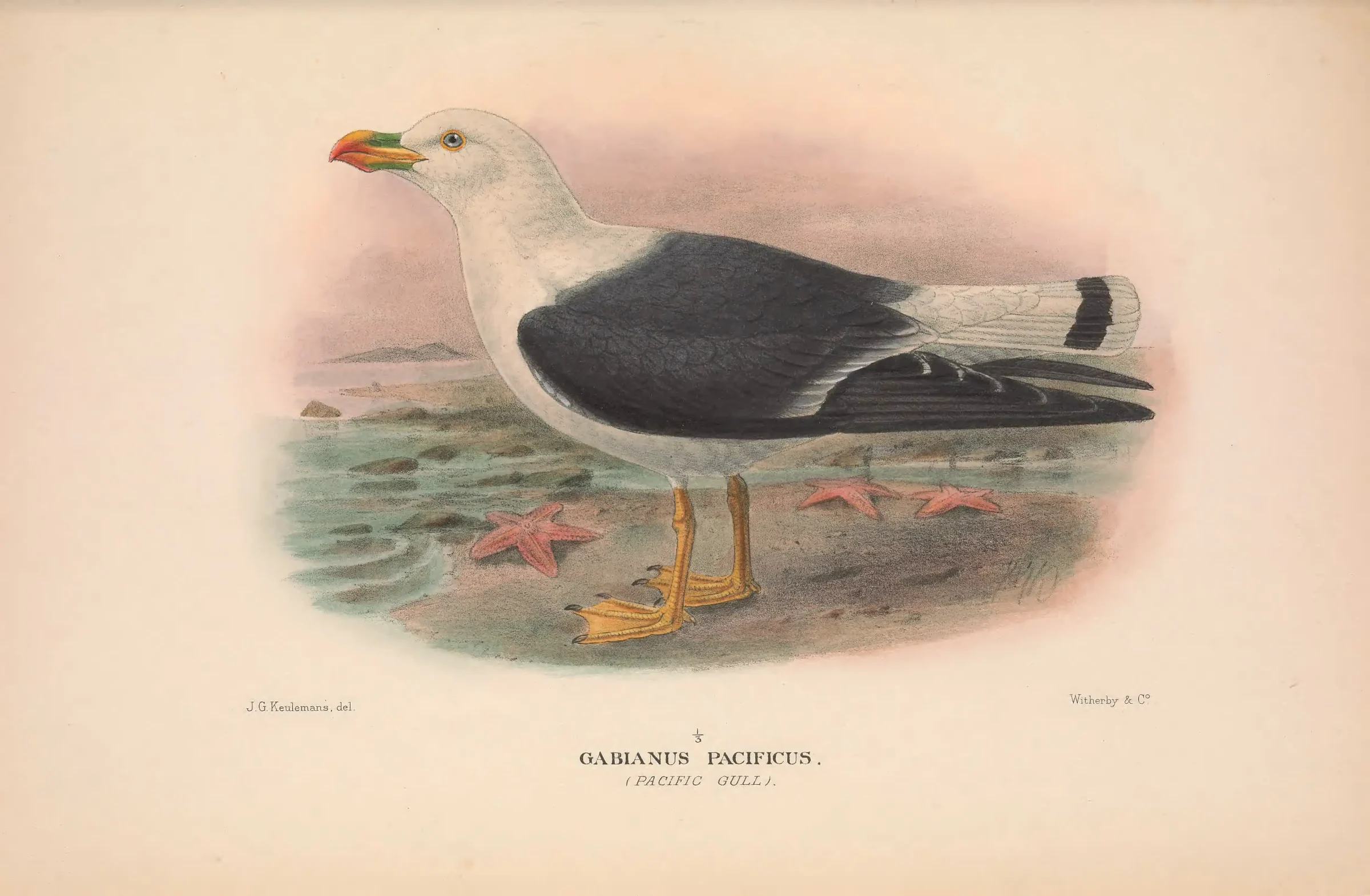 Historical bird plate: Pacific Gull