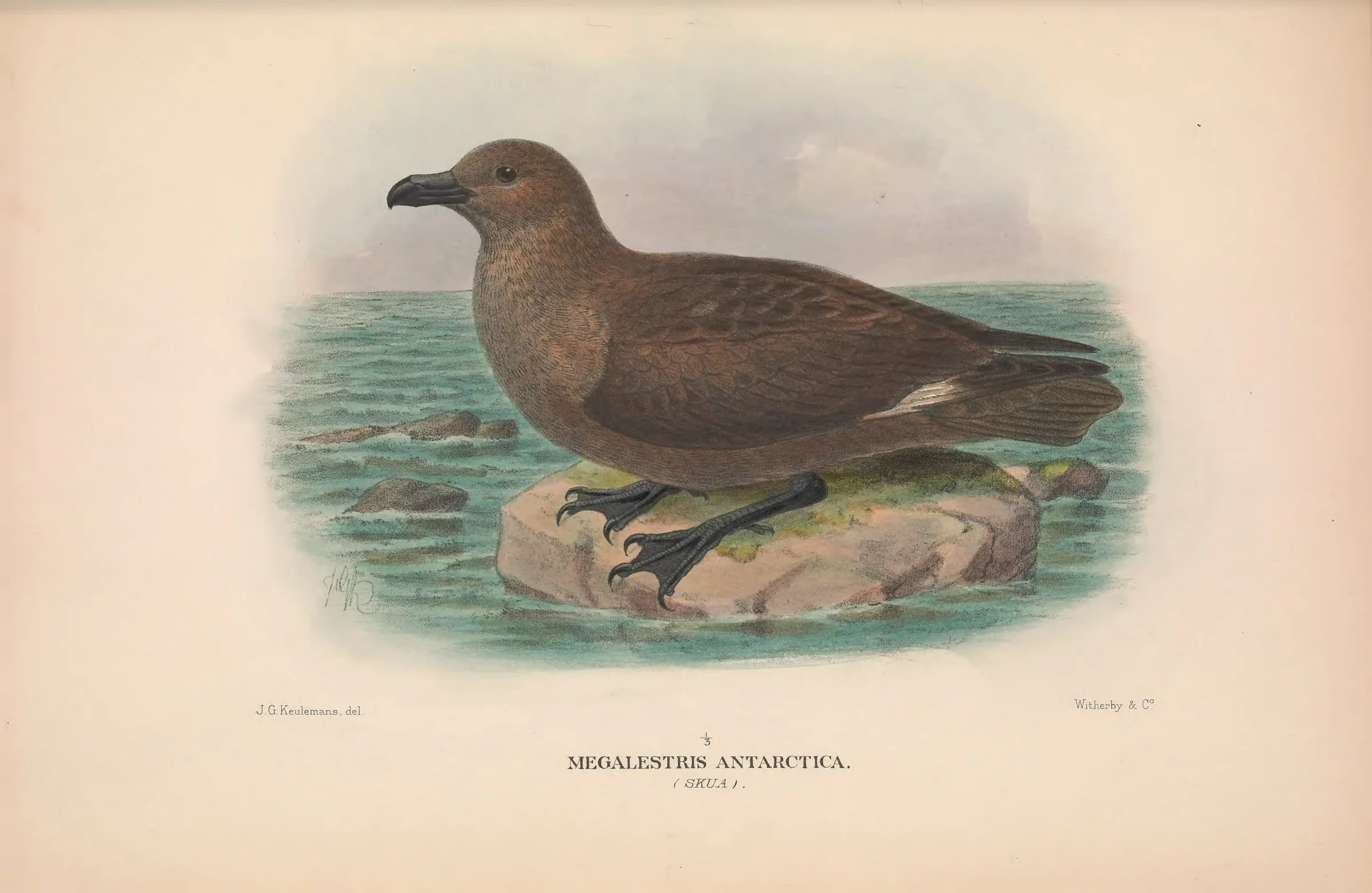 Historical bird plate: Brown Skua