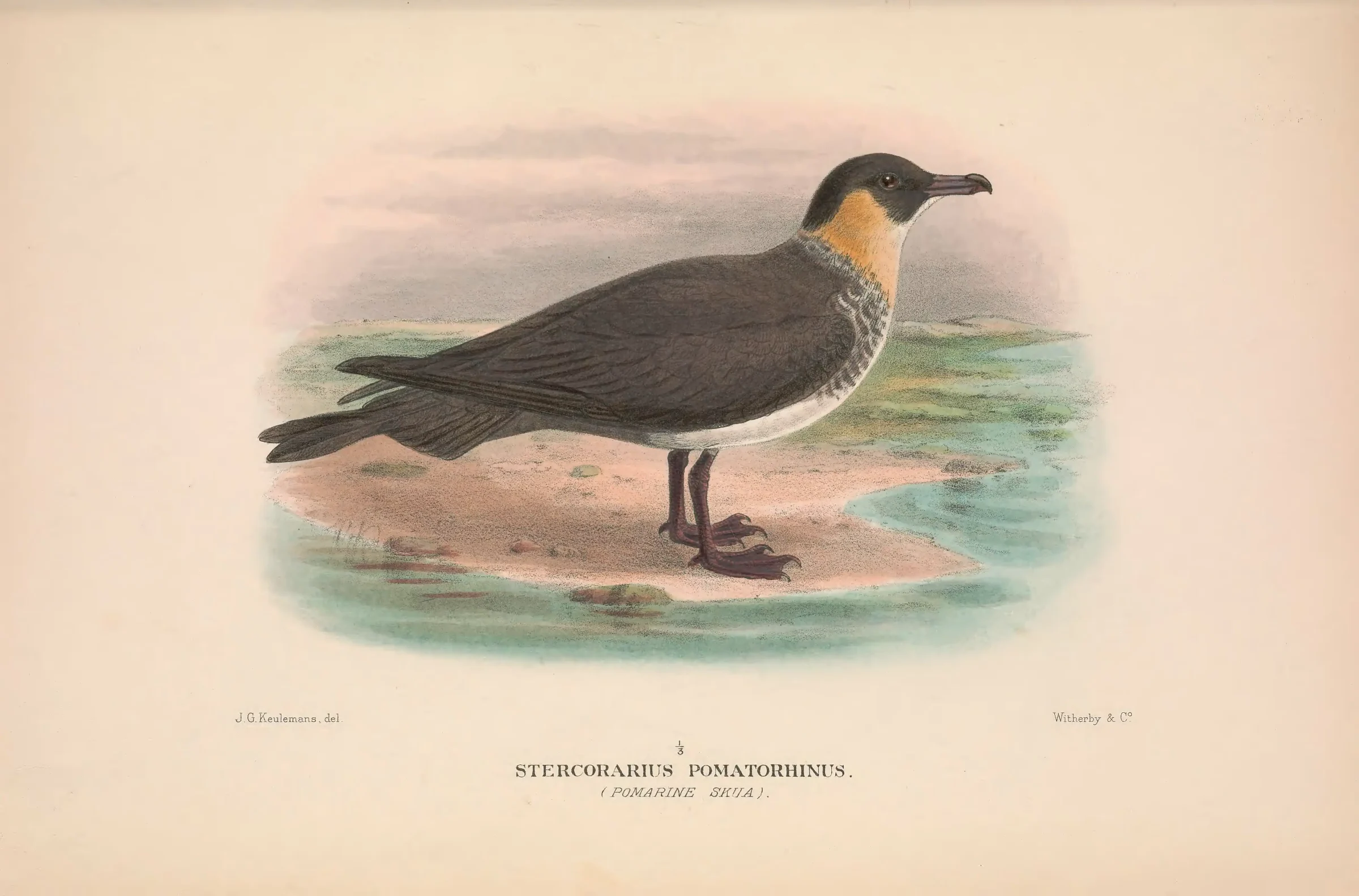 Historical bird plate: Pomarine Jaeger