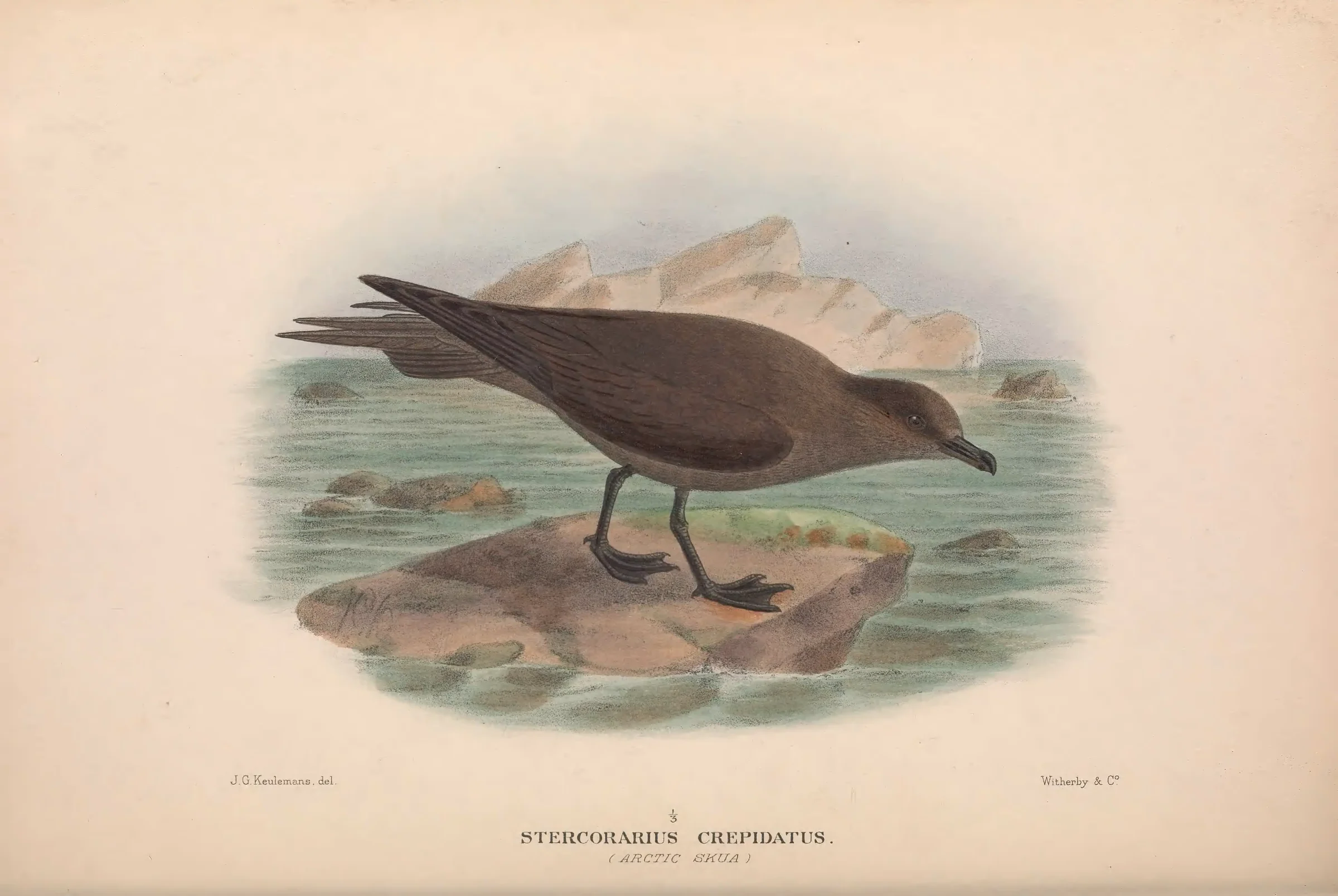 Historical bird plate: Parasitic Jaeger