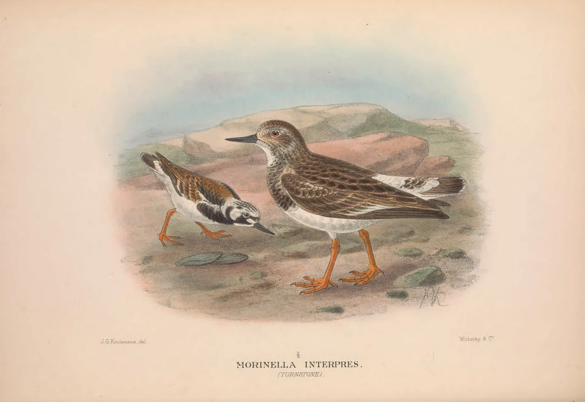 Historical bird plate: Ruddy Turnstone