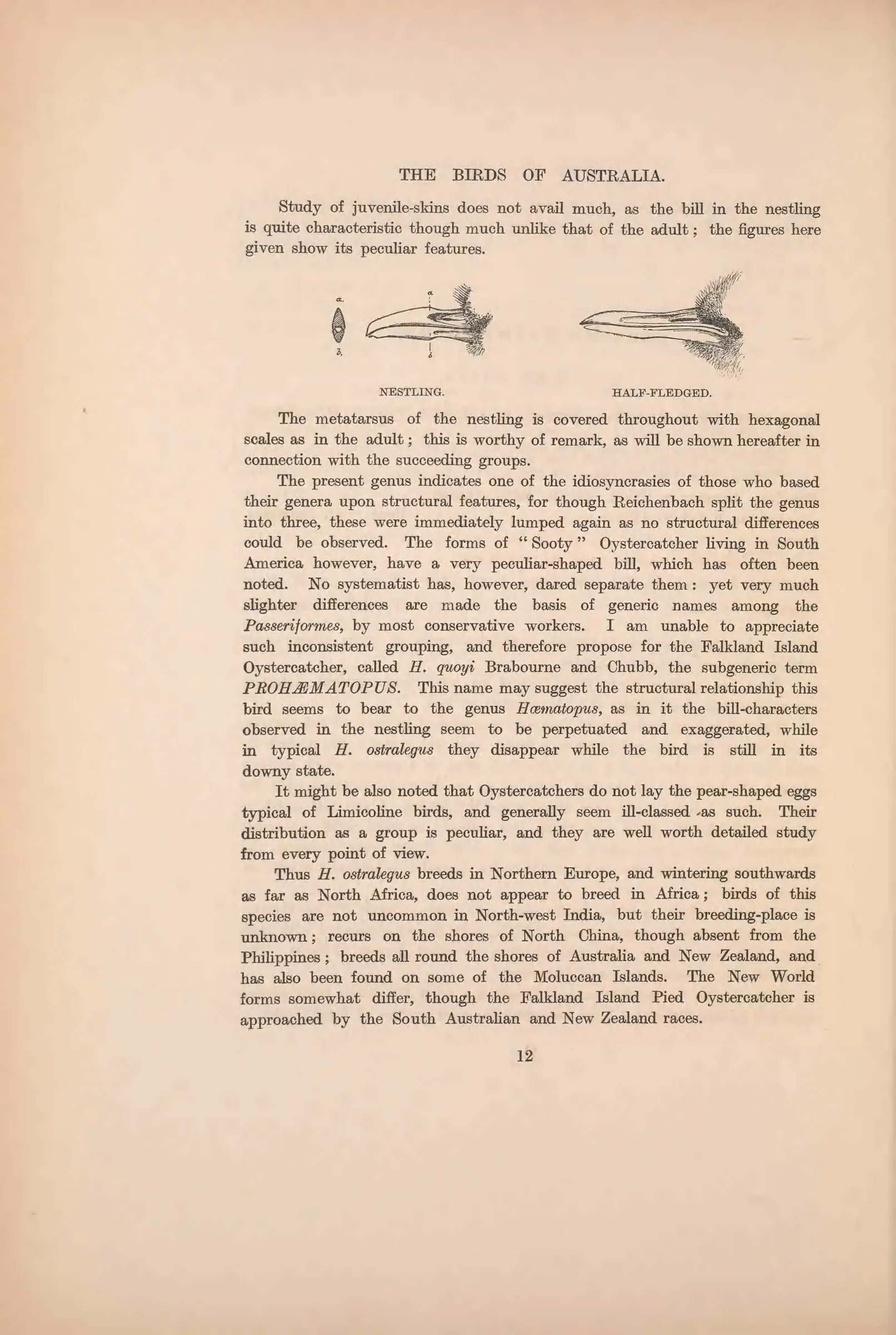 Unresolved historical bird plate from The Birds of Australia