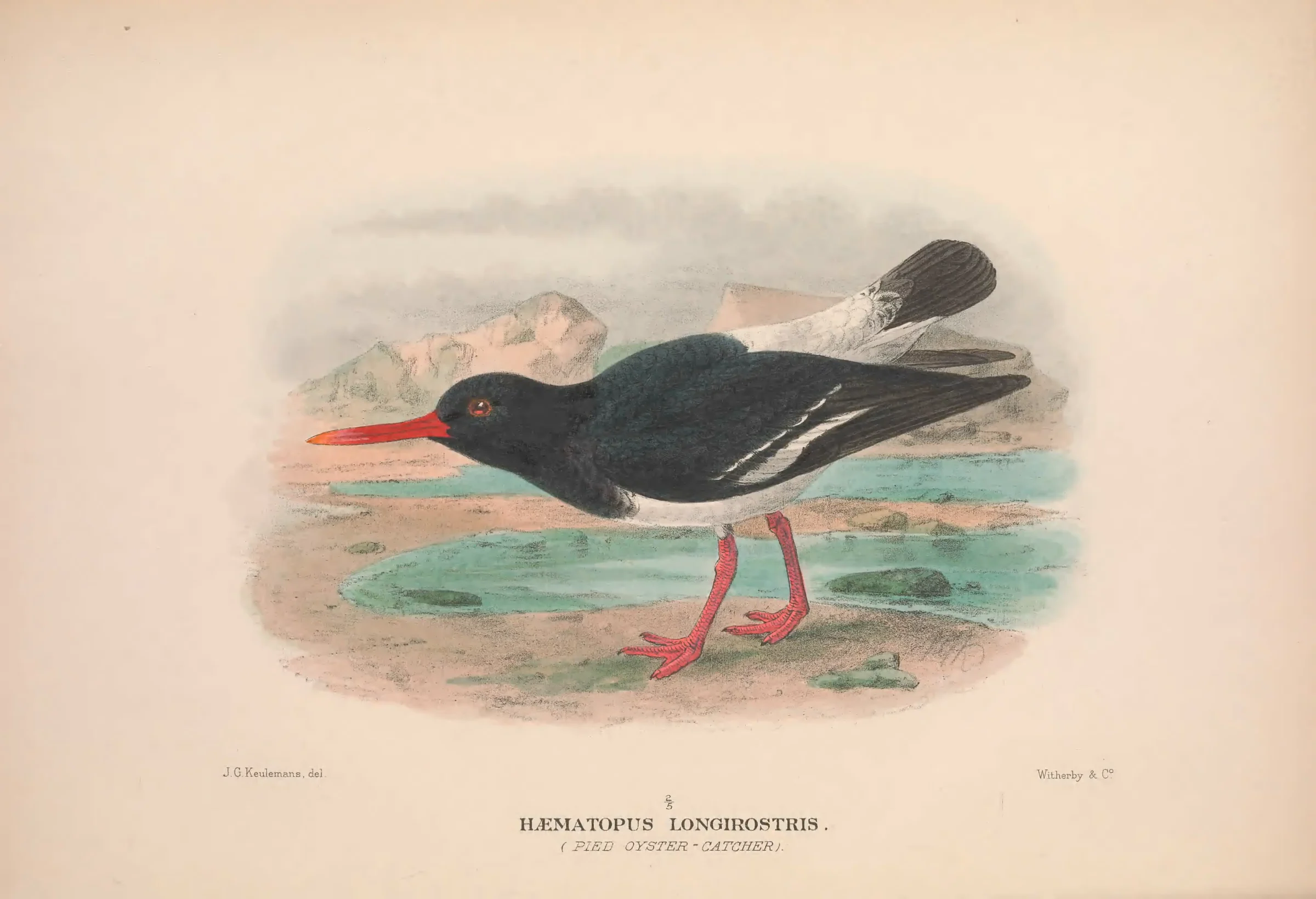 Historical bird plate: Pied Oystercatcher