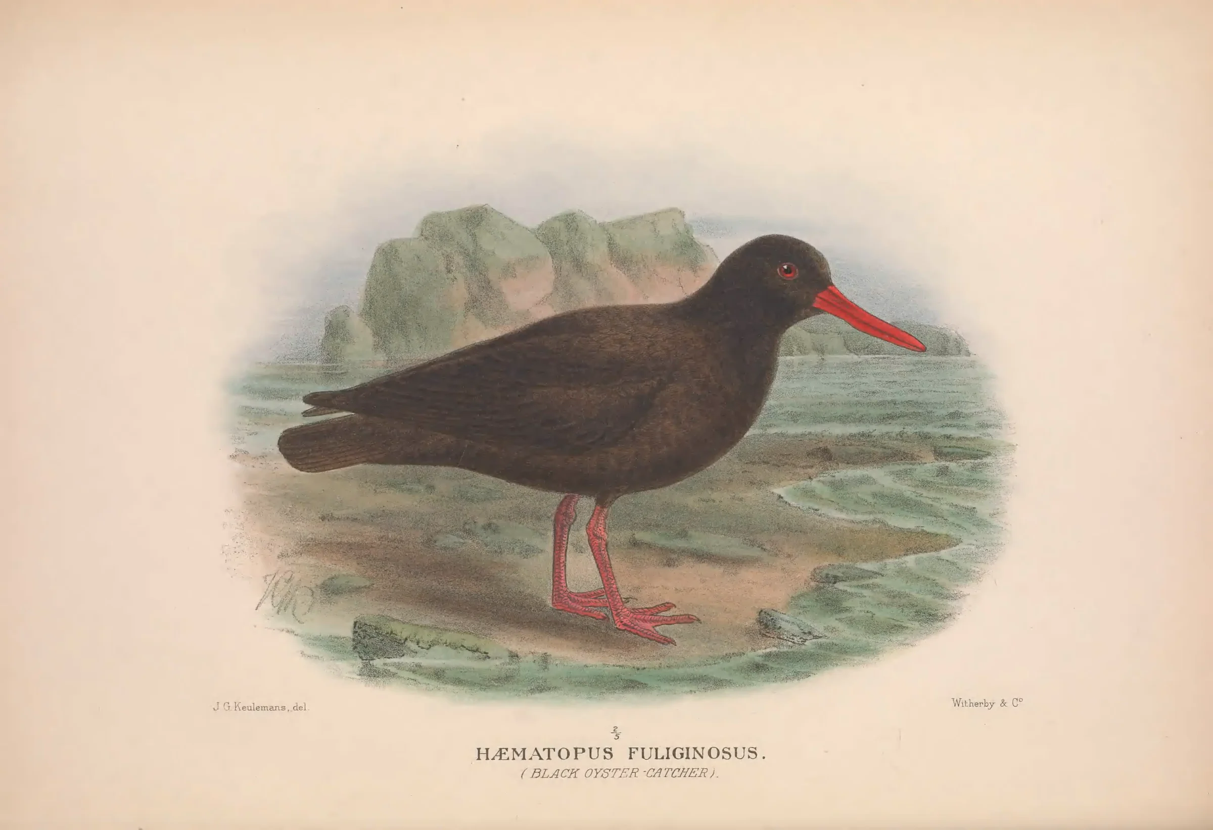 Historical bird plate: Sooty Oystercatcher